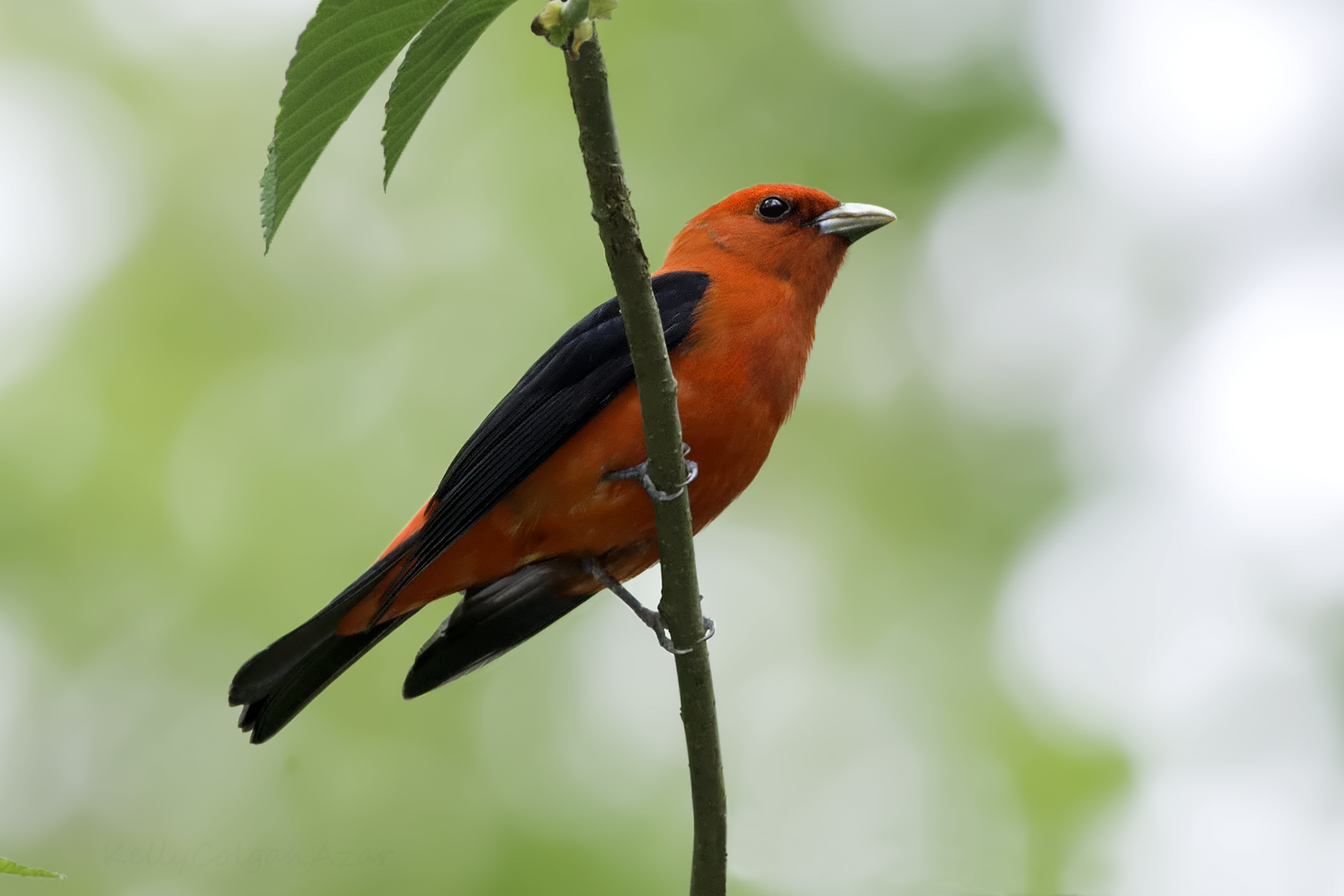 Scarlet tanager, photo by Kelly Colgan Azar