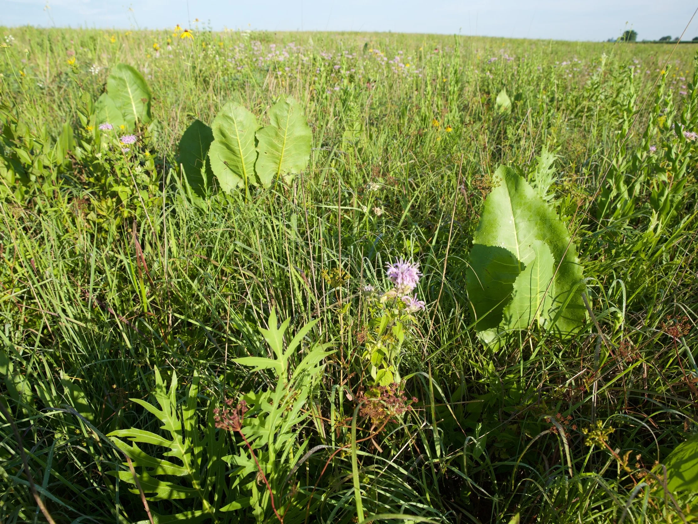 Wood Family Prairie_AK.jpg