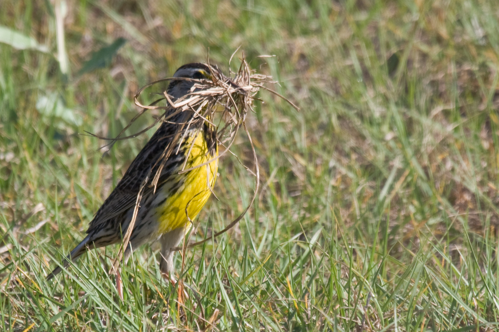 An eastern meadowlark gathers materials to do some housework. Photo by Matthew Paulson