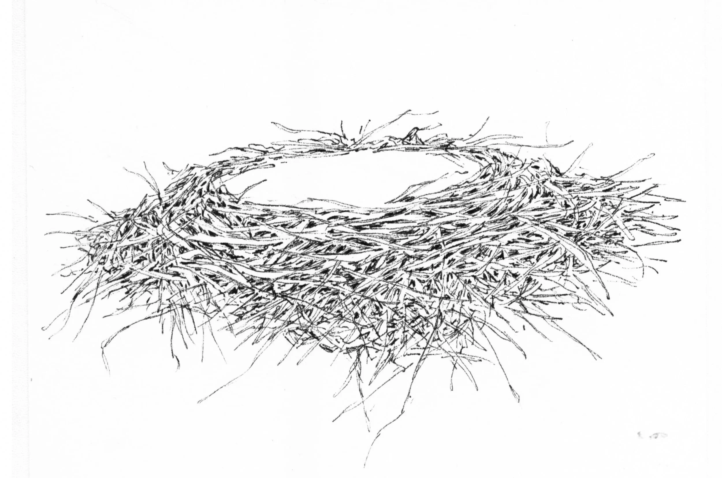 Drawing by Carolyn Byers