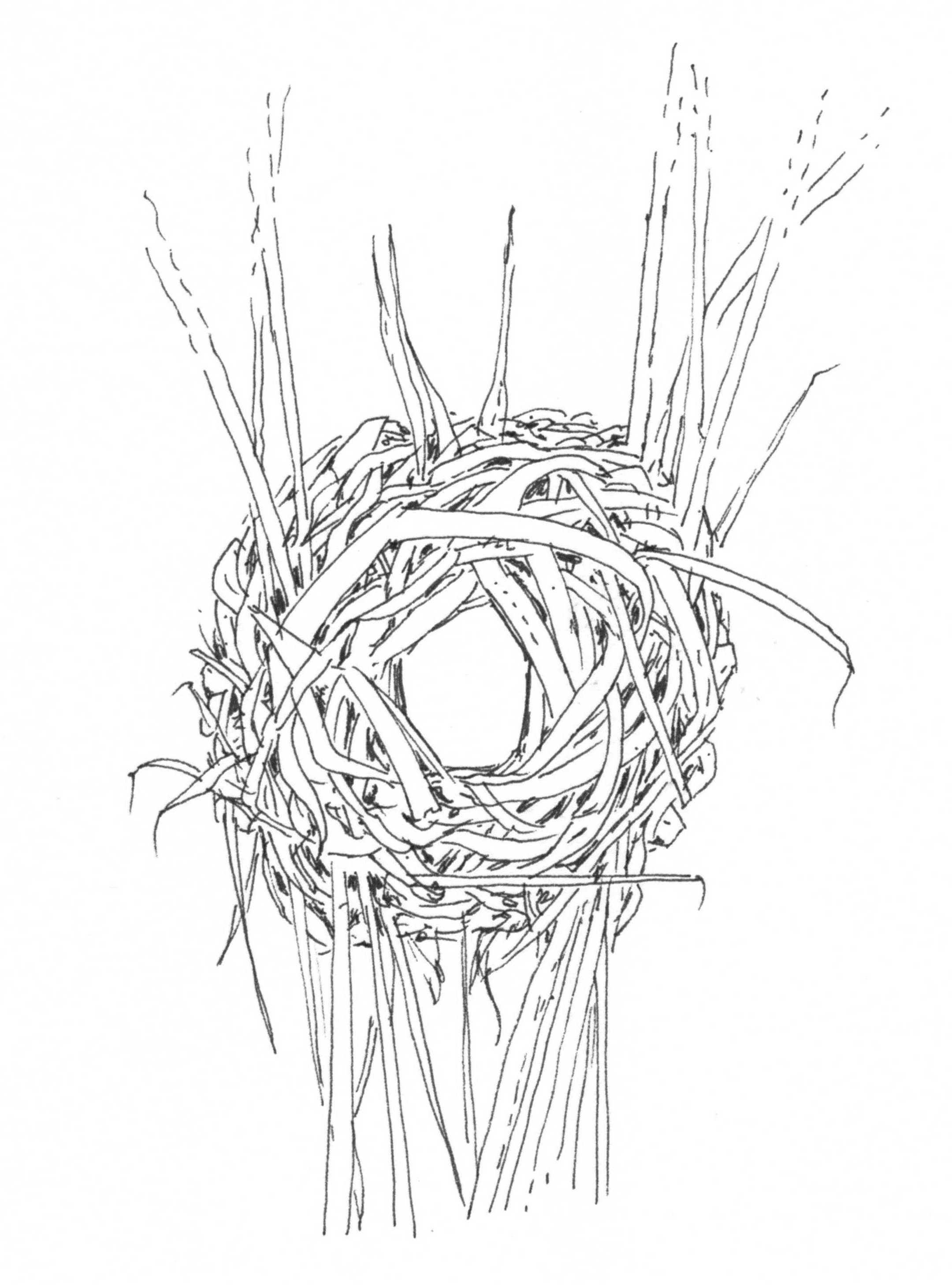 Drawing by Carolyn Byers