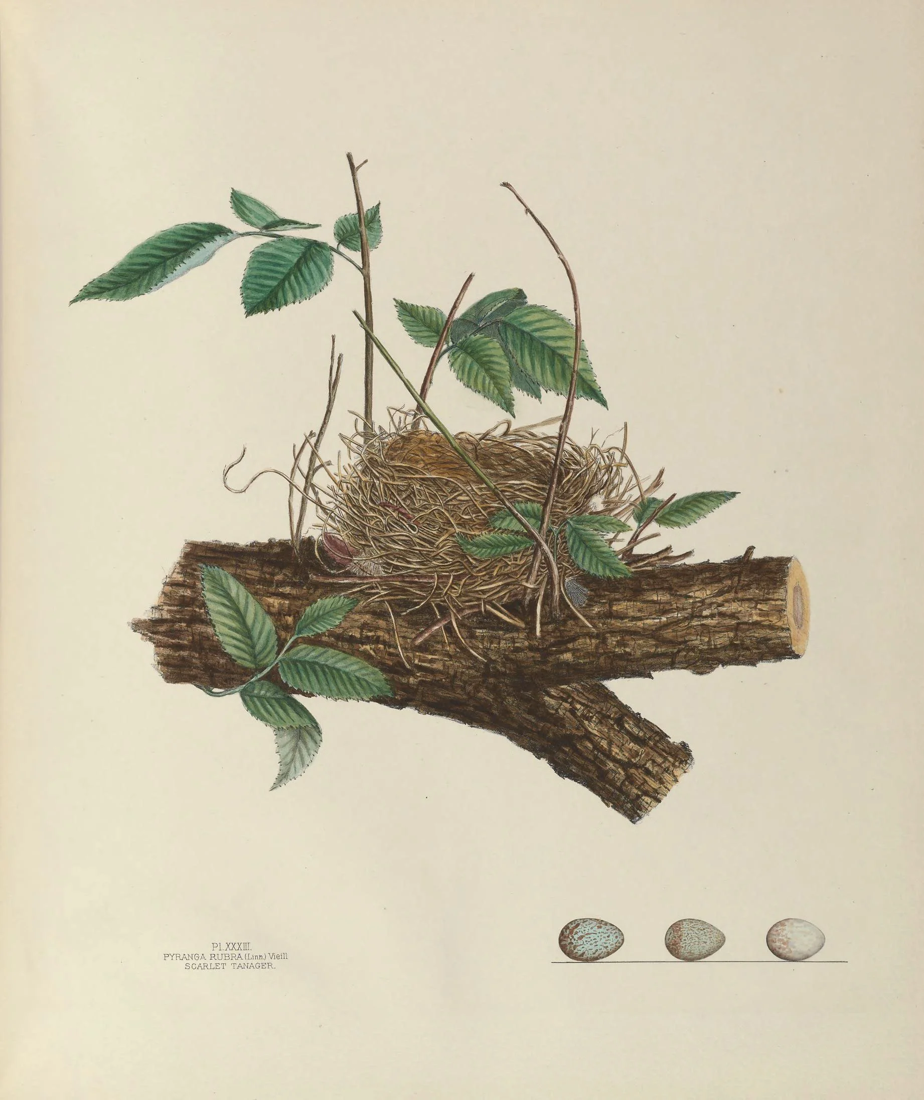 Biodiversity Heritage Library