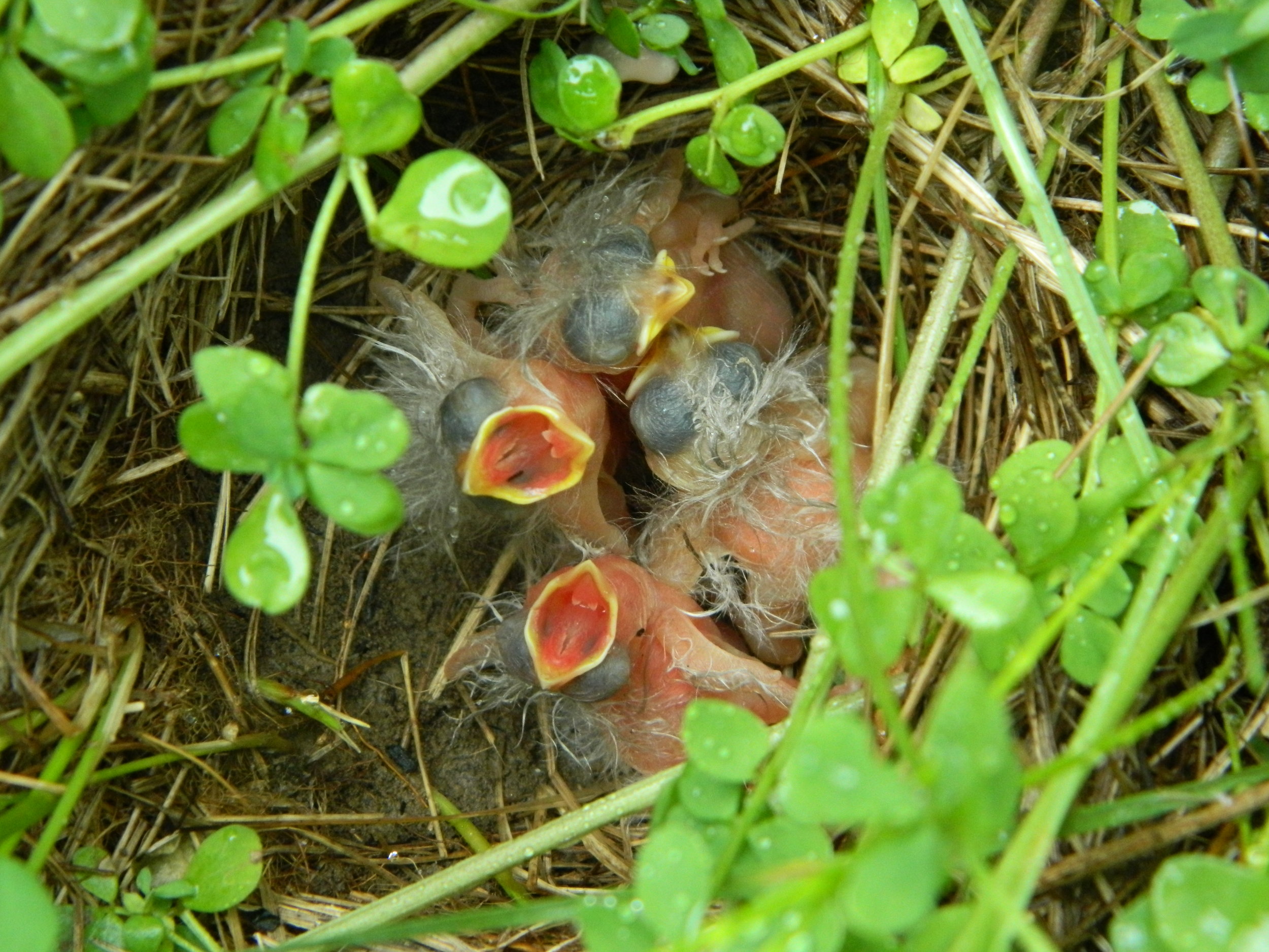 Grasshopper sparrows are born blind and weak; classic atricial young. Photo by Carolyn Byers