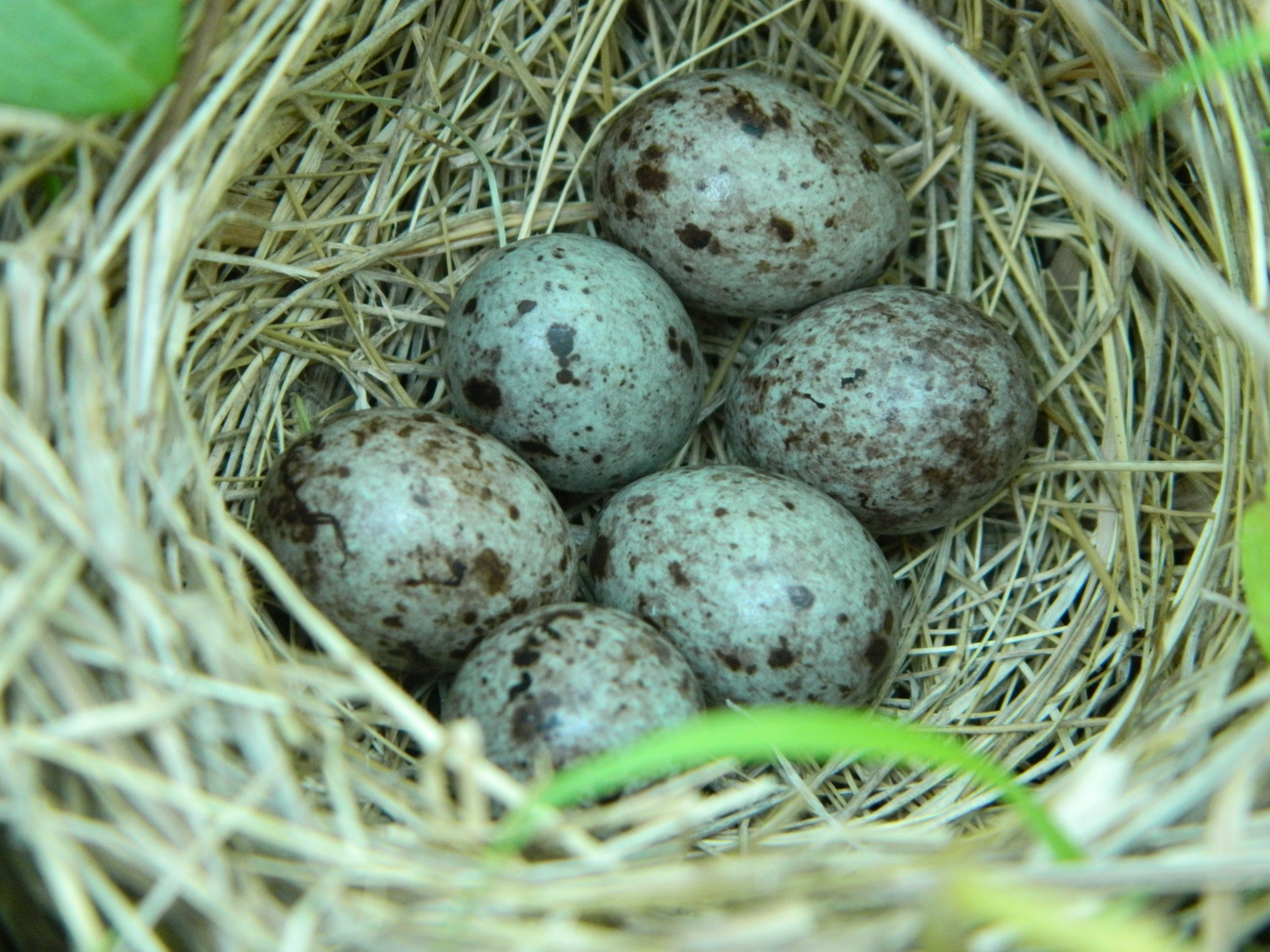 Bobolink