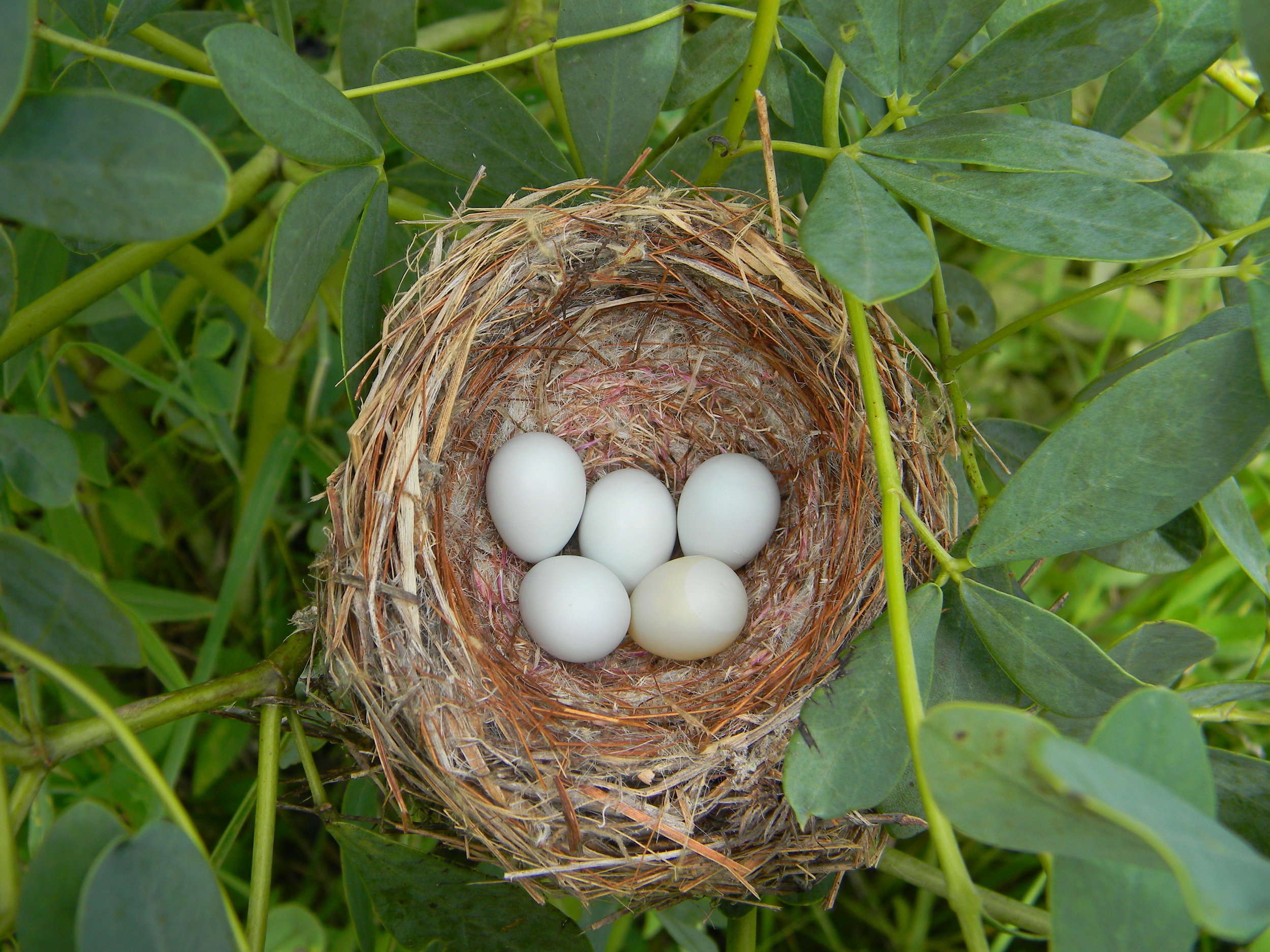 A guide to bird nests: how, where and why birds make nests