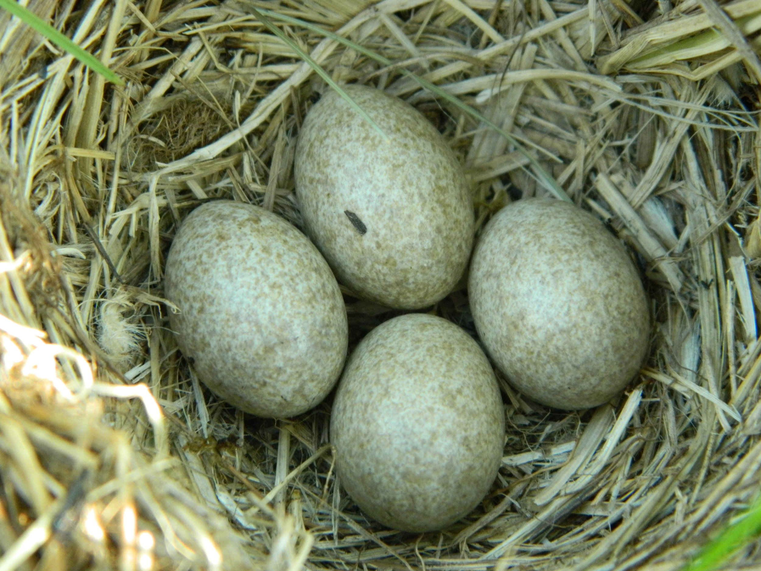 Horned Lark