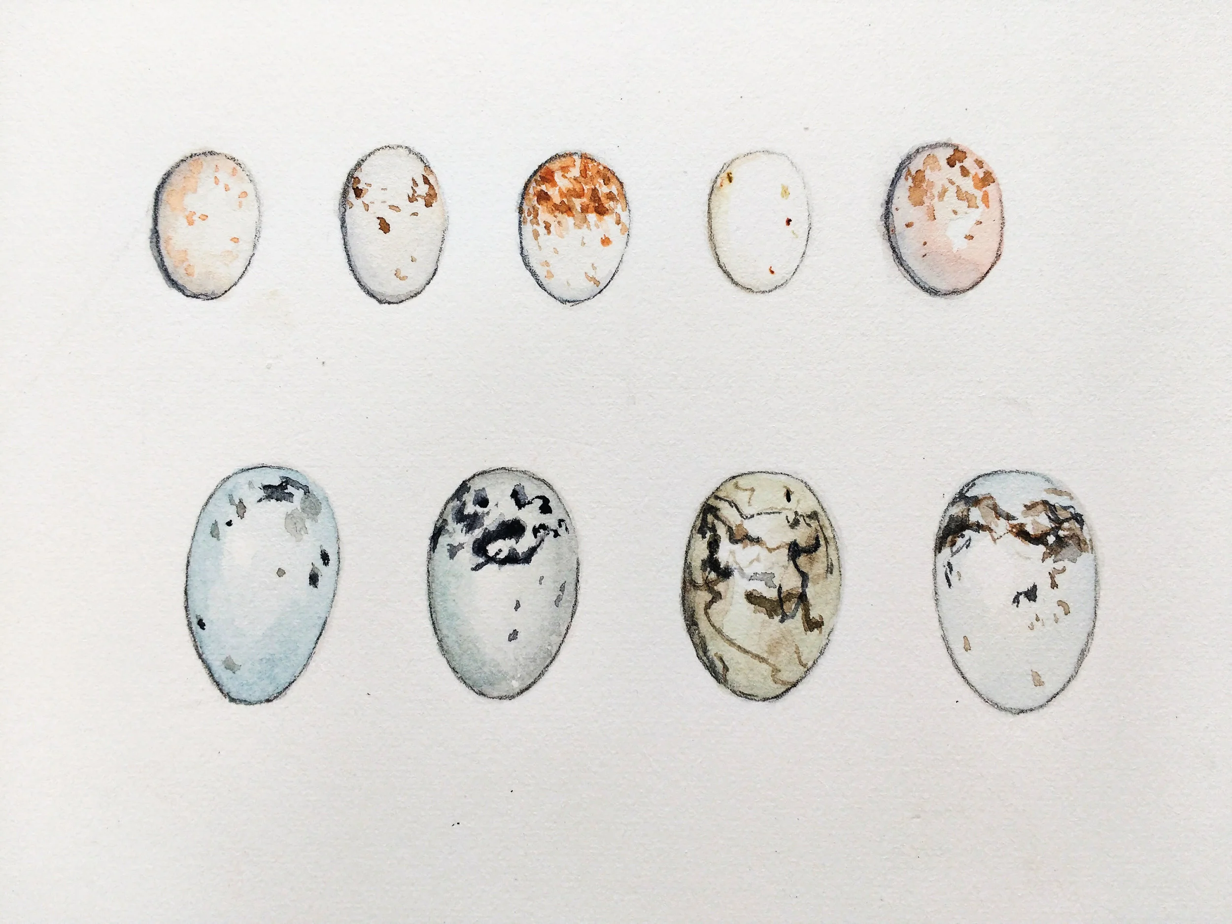 Common yellowthroat egg variation on top, with red-winged blackbird eggs on the bottom. Artwork by Carolyn Byers