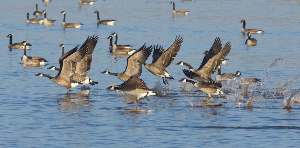 canada geese — Friday Feathered Feature — Madison Audubon