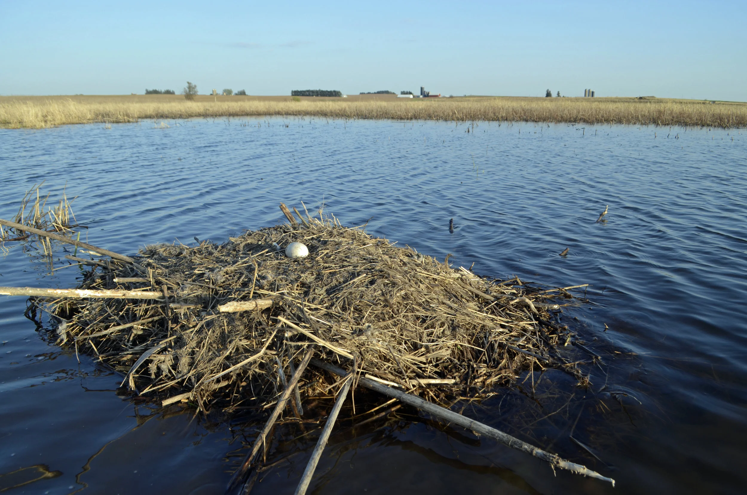 A failed Canada goose nest at Goose Pond Sanctuary. This pair will probably be heading to Canada soon. Photo by Mark Martin