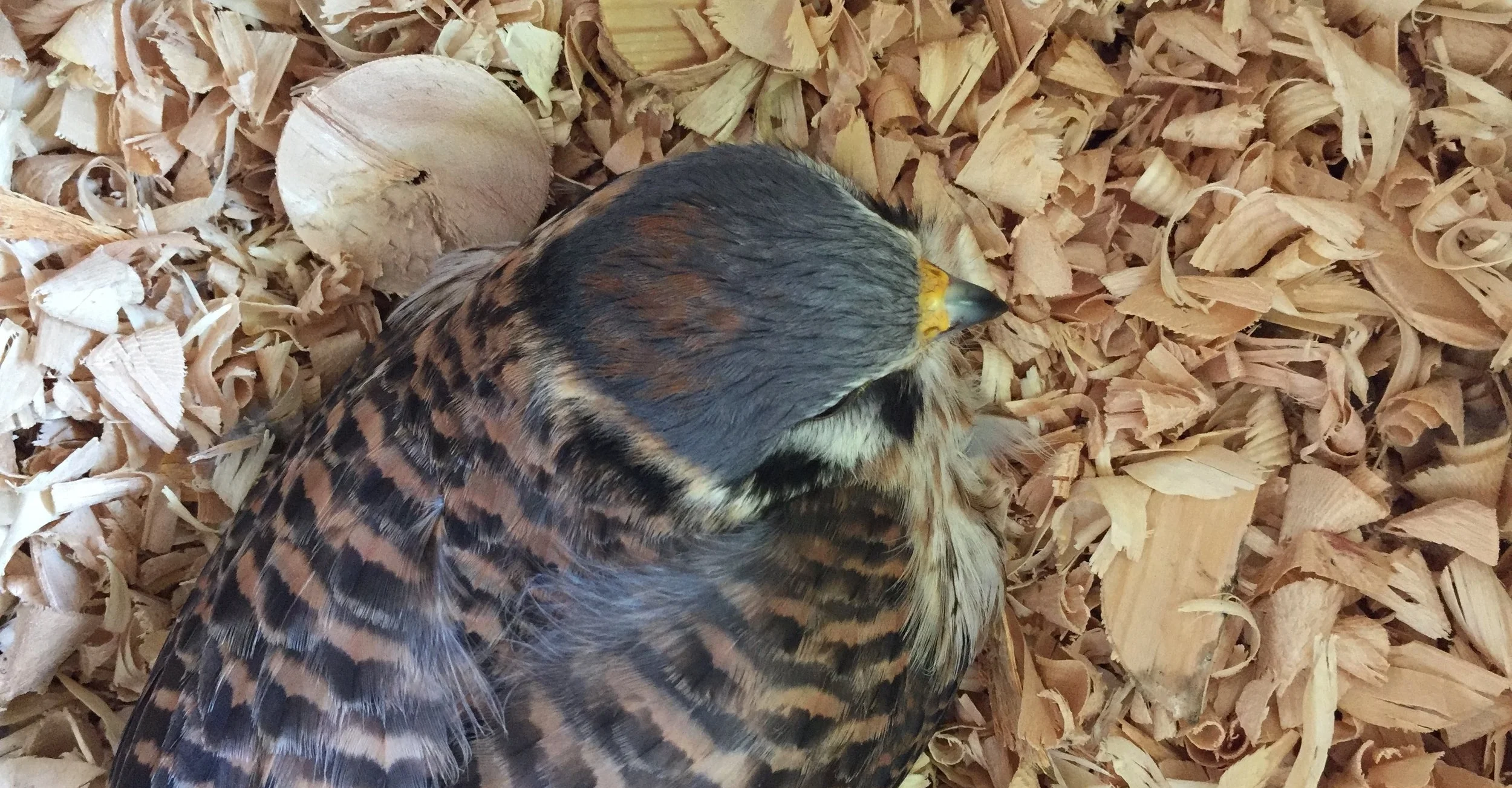 Kestrel in nestbox2.JPG