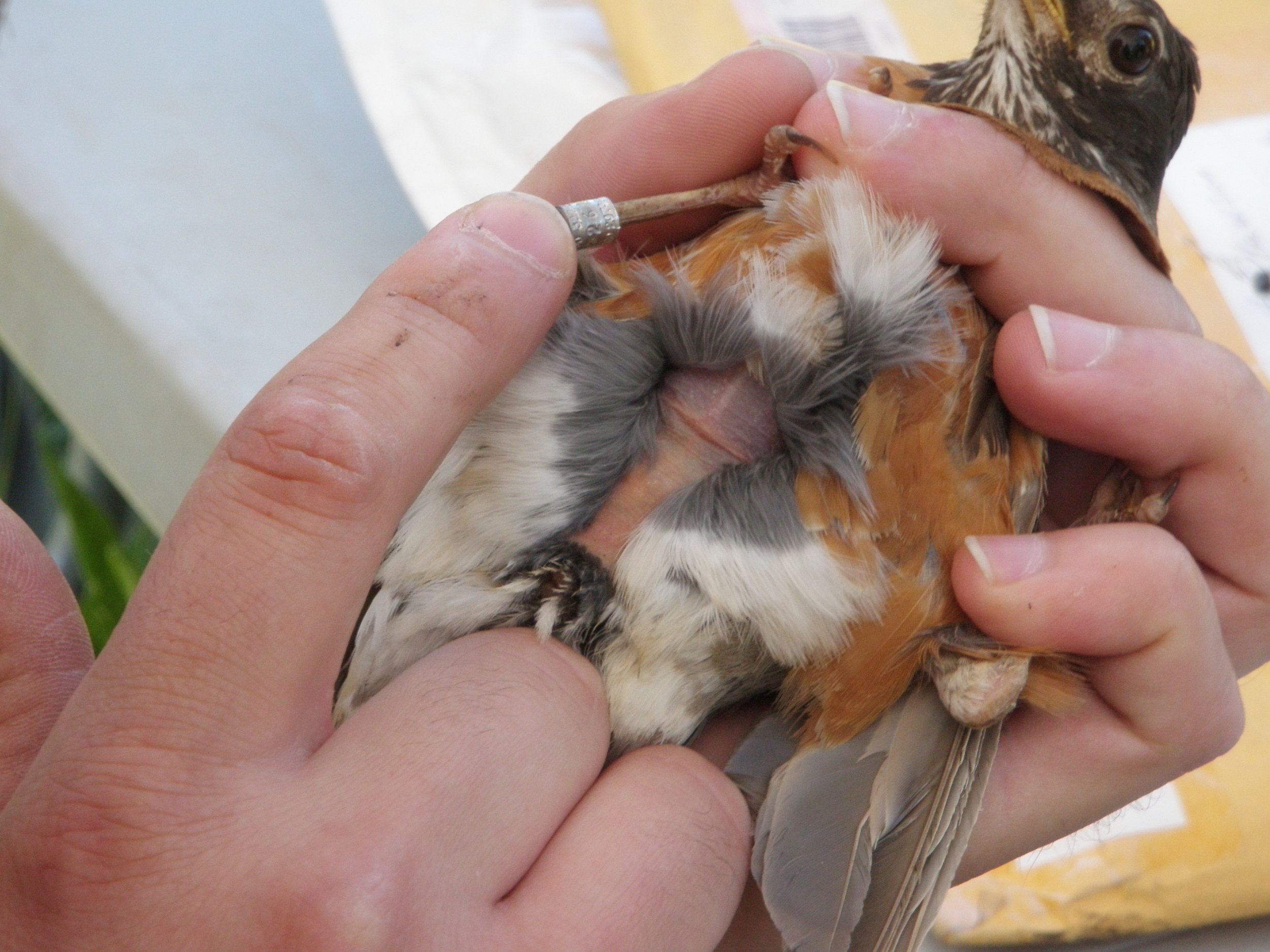 Here, a scientist blows on an American robin’s belly, revealing her brood patch. Photo by VSPYCC