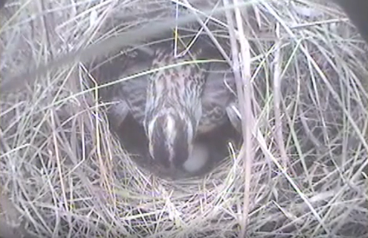 An eastern meadowlark rotates her eggs. Image from eastern meadowlark nest camera footage provided by U.S. Geological Survey, Wisconsin Cooperative Wildlife Research Unit, Madison, WI