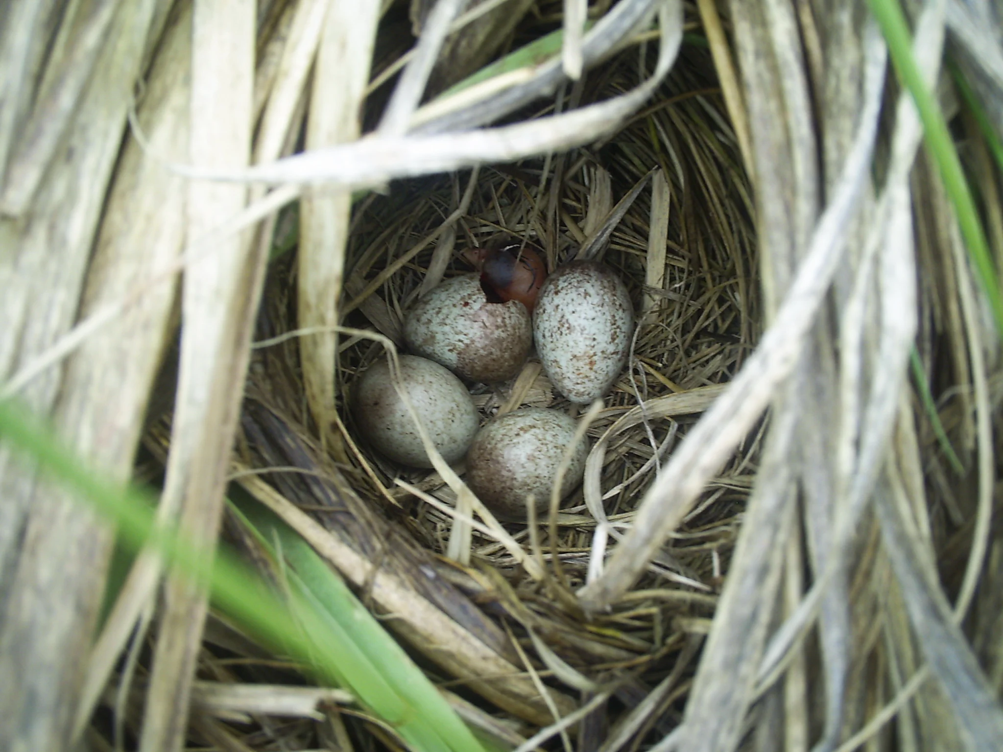 A hatching saltmarsh sparrow. Caption: A saltmarsh sparrow is the first to hatch in its clutch. Photo by Carolyn Byers