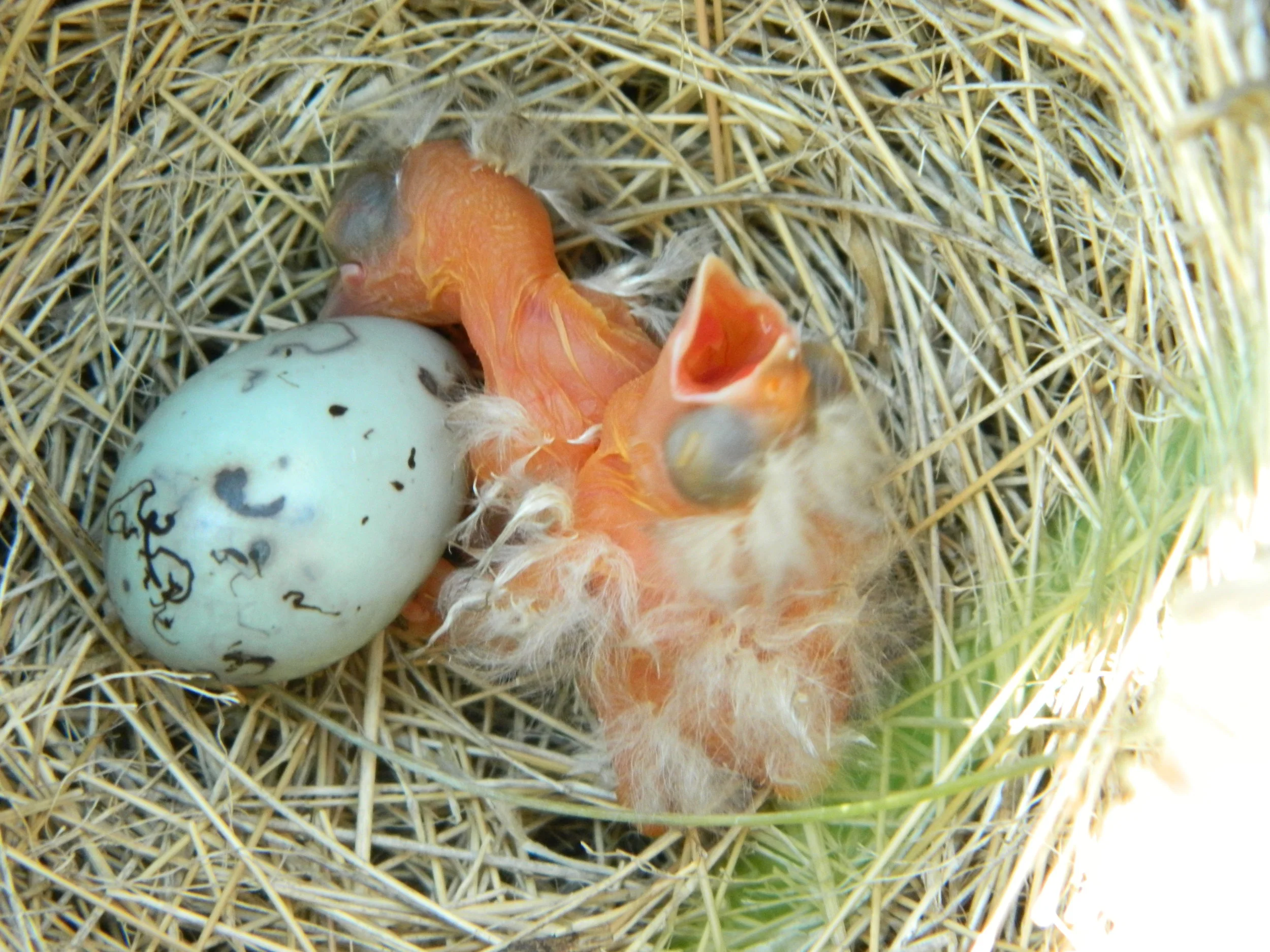 Into the Nest: It's hatch day!