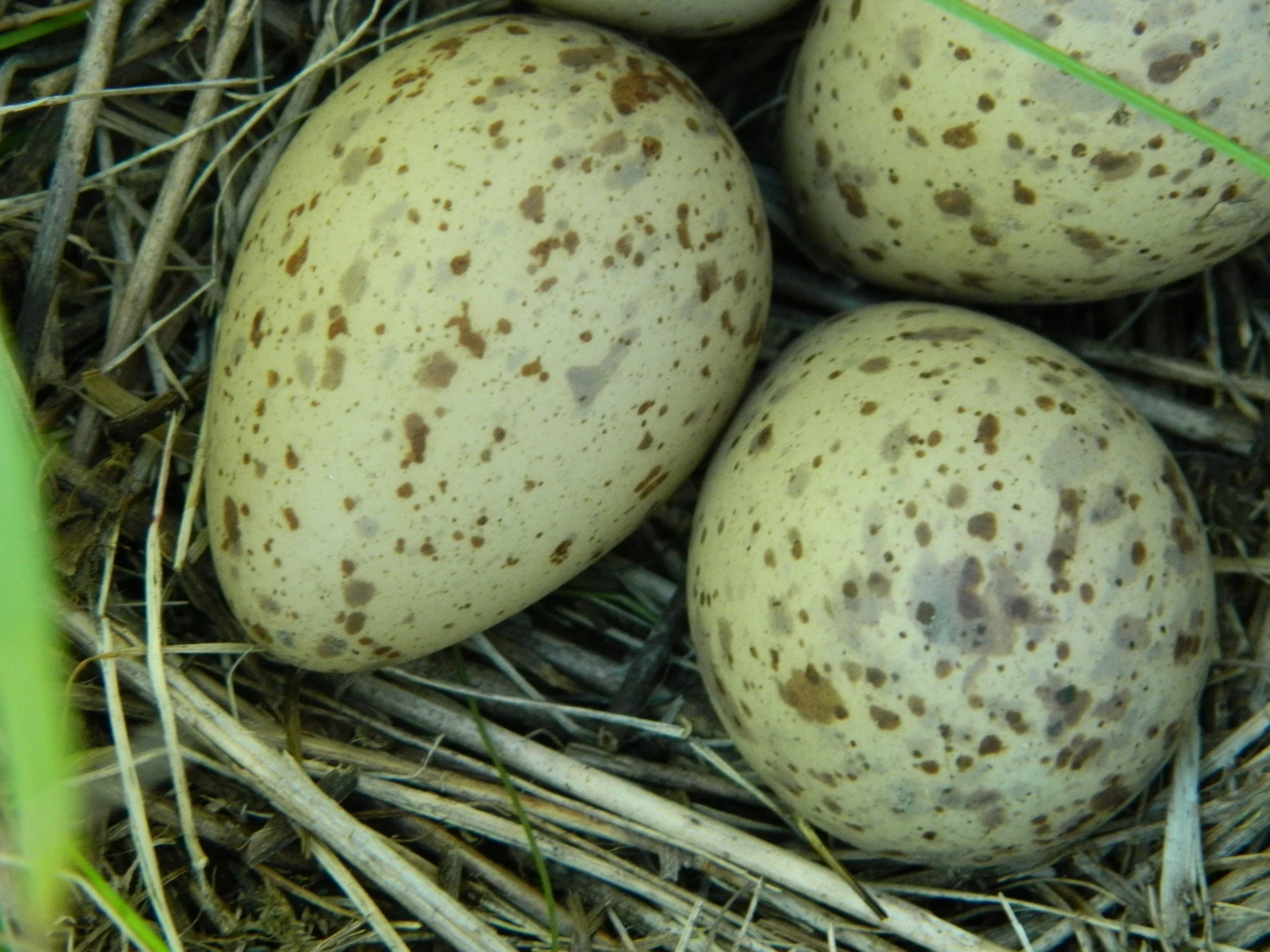 Upland Sandpiper_egg_CB.JPG