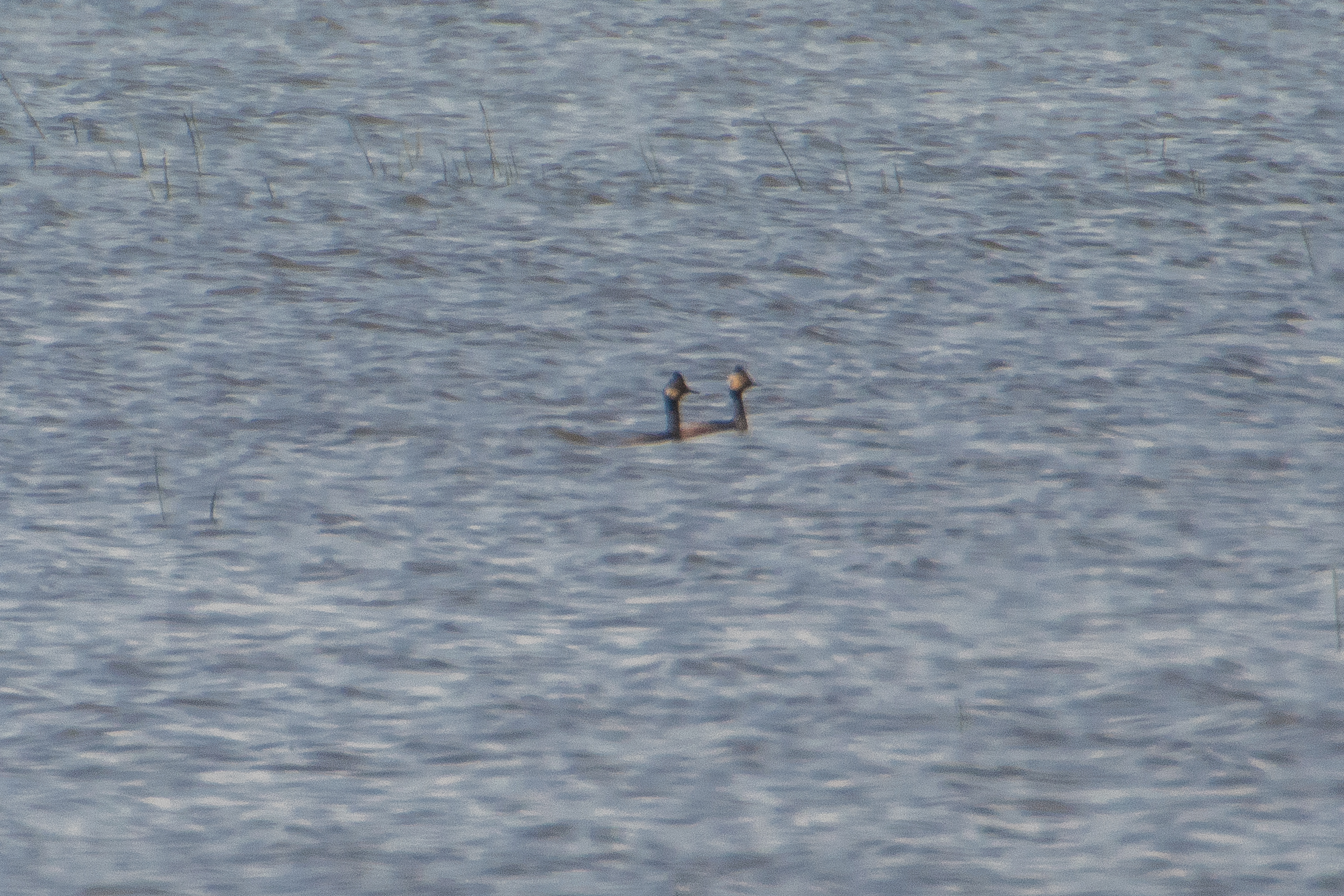 Eared grebe pair at Goose Pond. Photo by Richard Armstrong