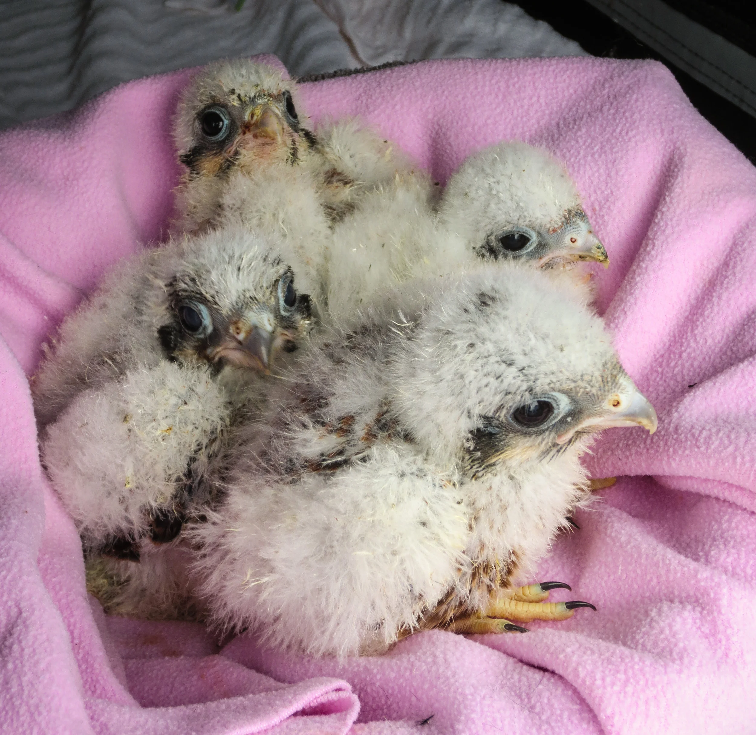 Four orphaned chicks were rehabilitated and await placement into wild kestrel nest boxes with foster families. Photo by Madison Audubon Society. June 15, 2018