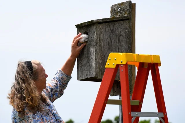 Janet Eschenbauch of Central Wisconsin Kestrel Research program carefully guides a kestrel chick into its nest box. Four orphaned kestrel chicks were placed into foster nests to be raised by wild kestrel parents and young. Photo by Stacy Taritas. June 15, 2018