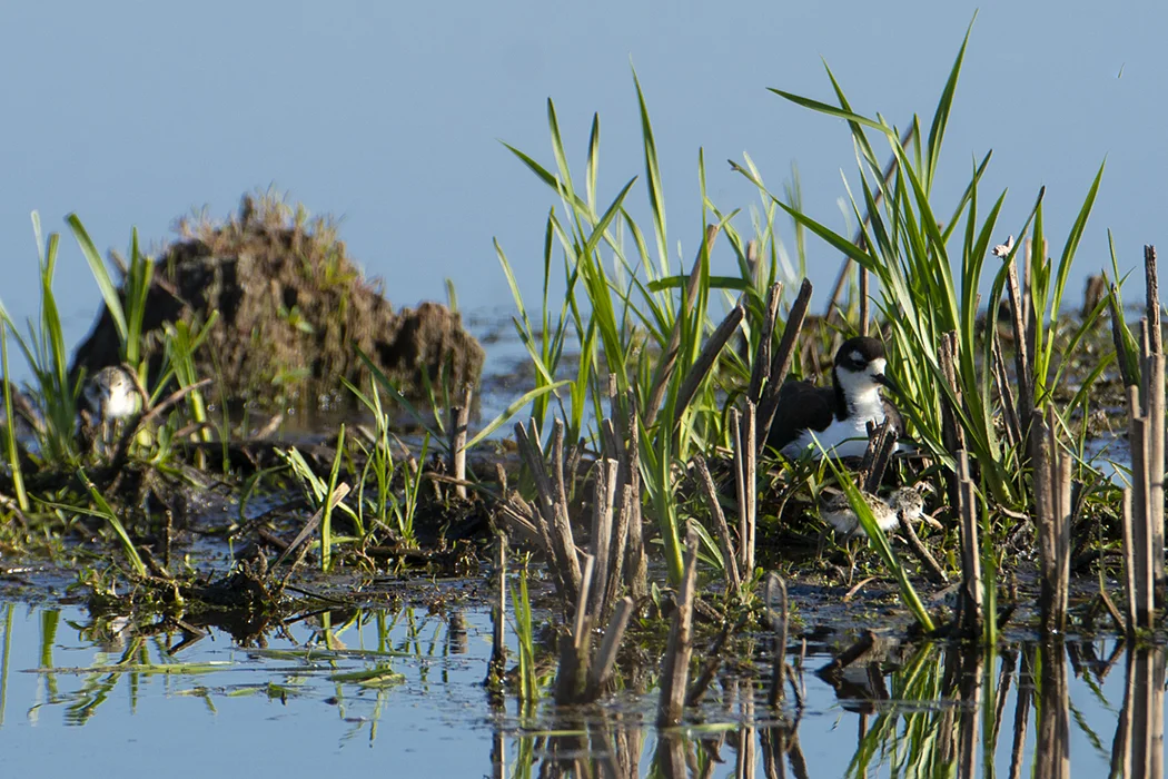 Black-necked stilt parent and chicks. Photo by Richard Armstrong