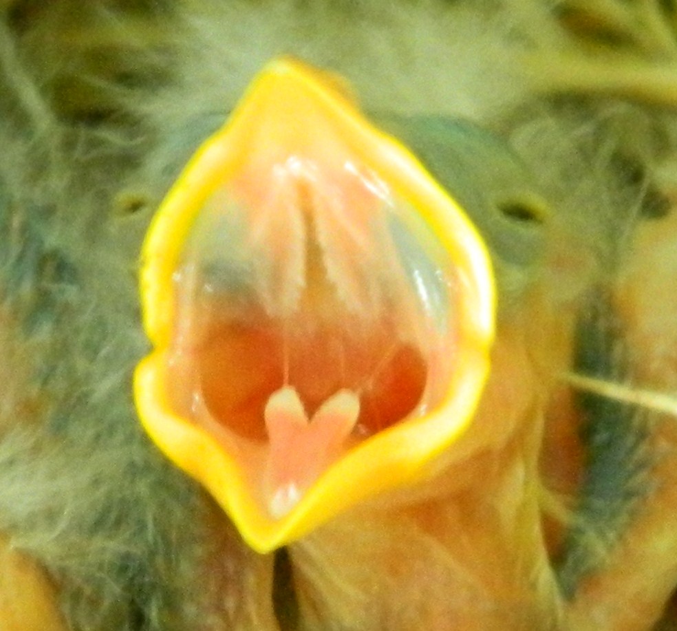 Dickcissel Gape.JPG