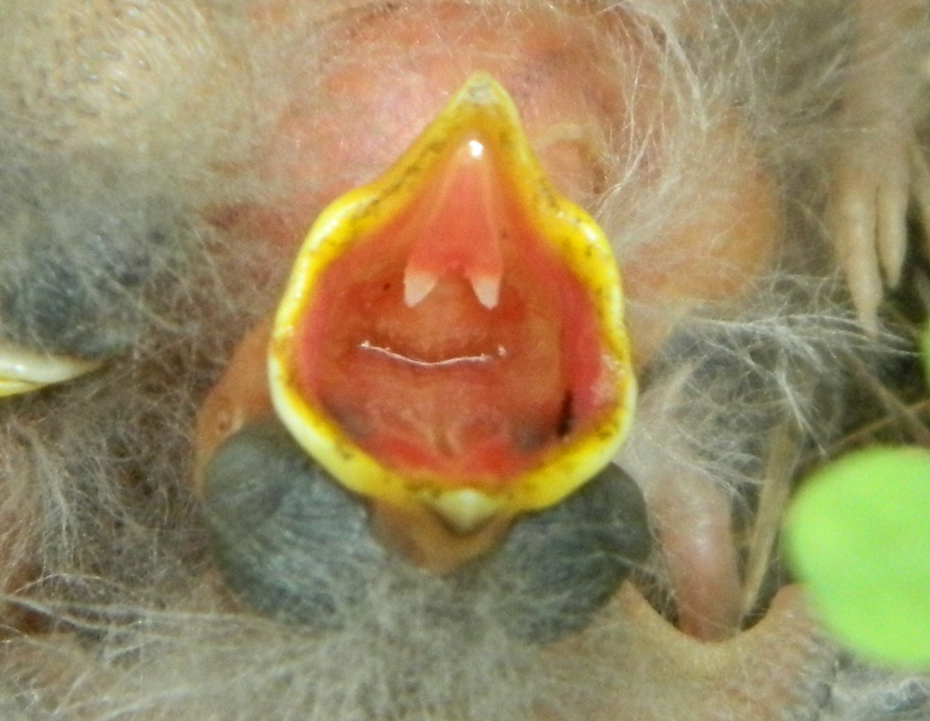 Grasshopper Sparrow gape (2).JPG