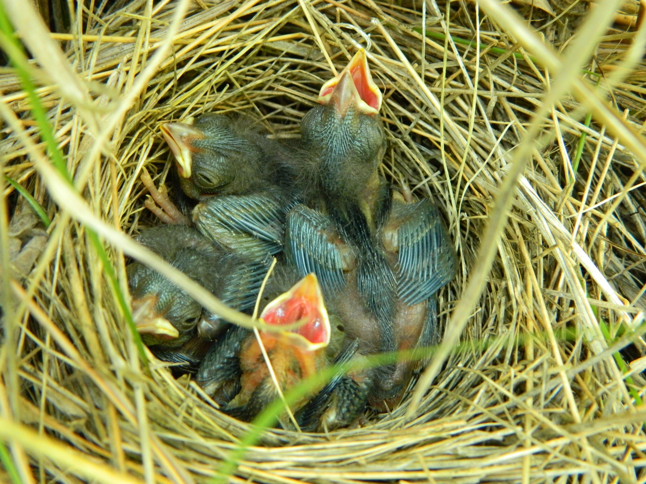 Here we have two hungry song sparrow chicks, and two that are fully and content (for the moment, anyway). Photo by Carolyn Byers