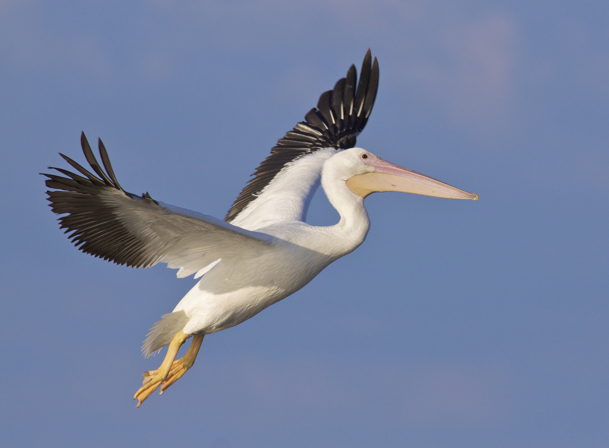 Meet the Cute American White Pelican by Birdorable