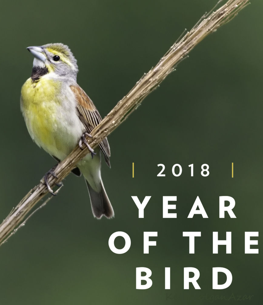Dickcissels are a beautiful, migratory grassland bird that benefits from the Migratory Bird Treaty Act. Photo by Kelly Colgan Azar
