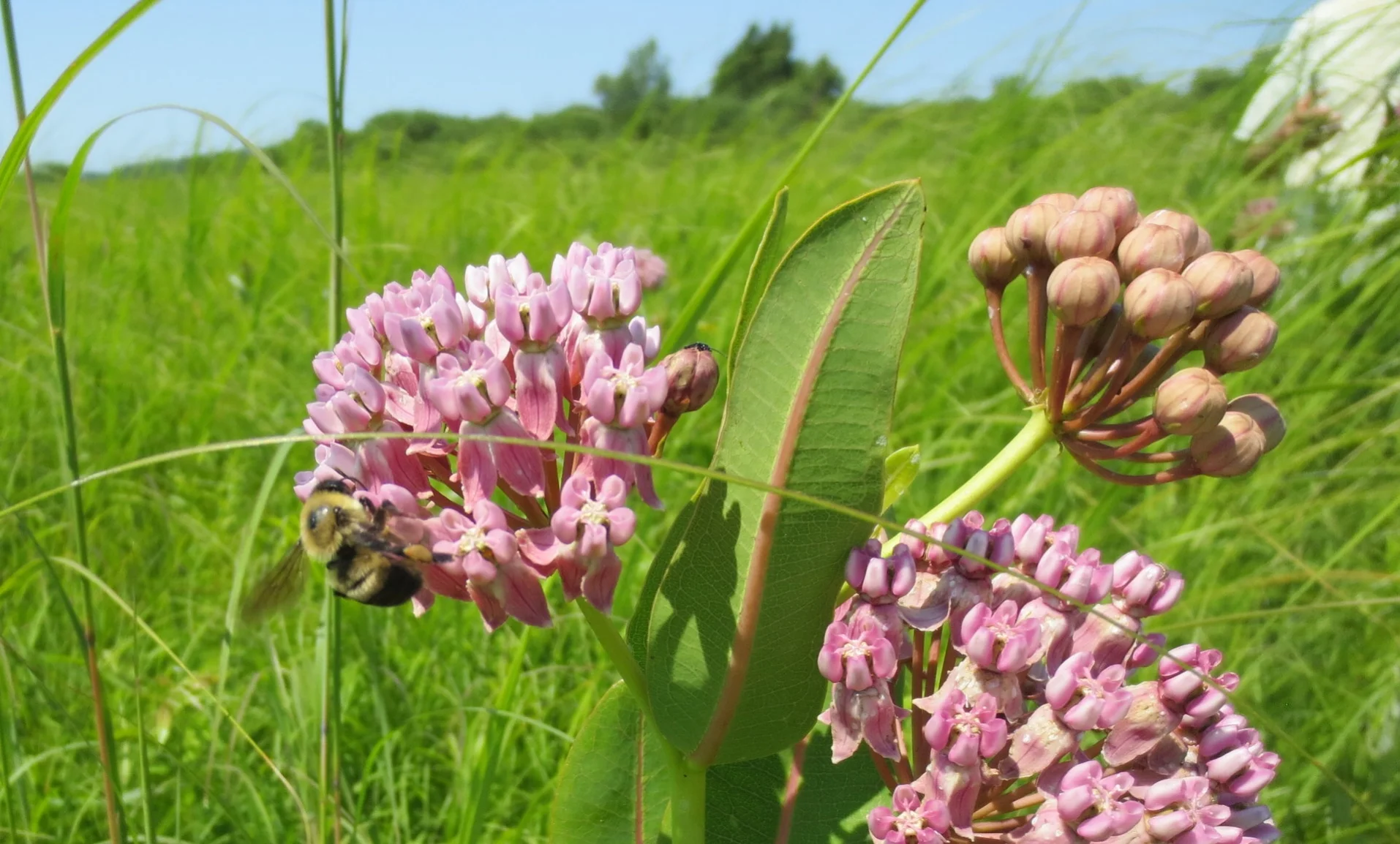 Christy Stewart: Native Bees