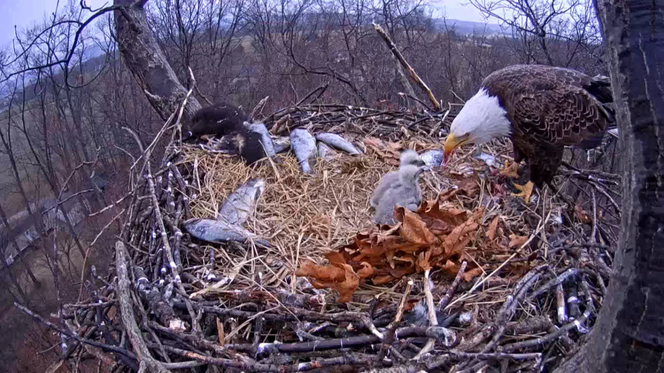 This photo from a bald eagle nest cam shows that the parents are stockpiling food. There is a dead skunk in the back left of the nest, as well as several dead fish. Those eaglets will be eating well! Photo credit: Marcus Schneck