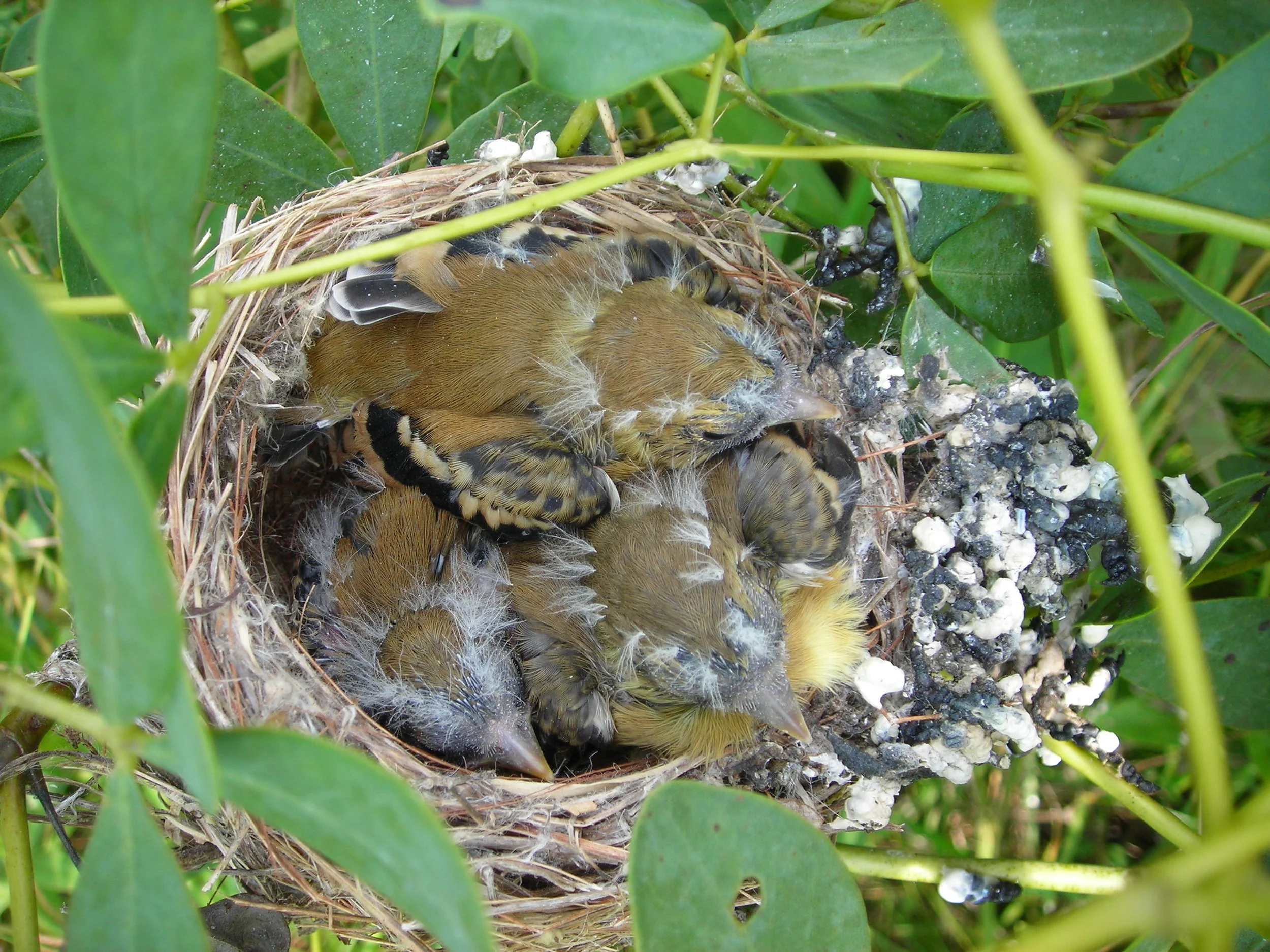 Into the Nest: What goes in must come out