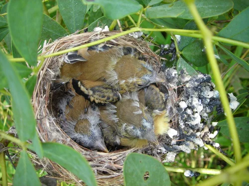 Bird Nesting Ecology: Unveiling Secrets of Survival and Growth