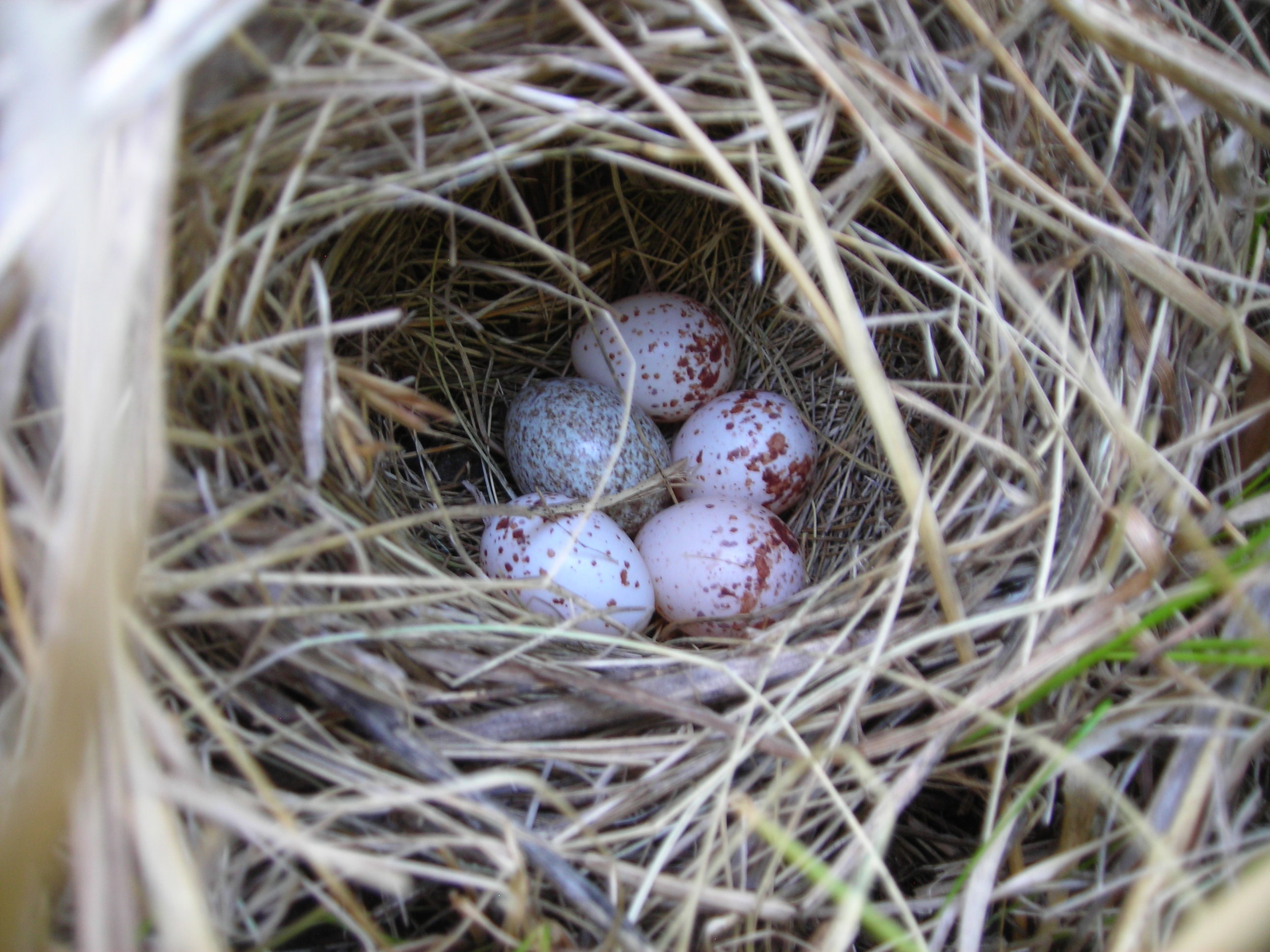 Grasshopper sparrow nest with cowbird egg.JPG