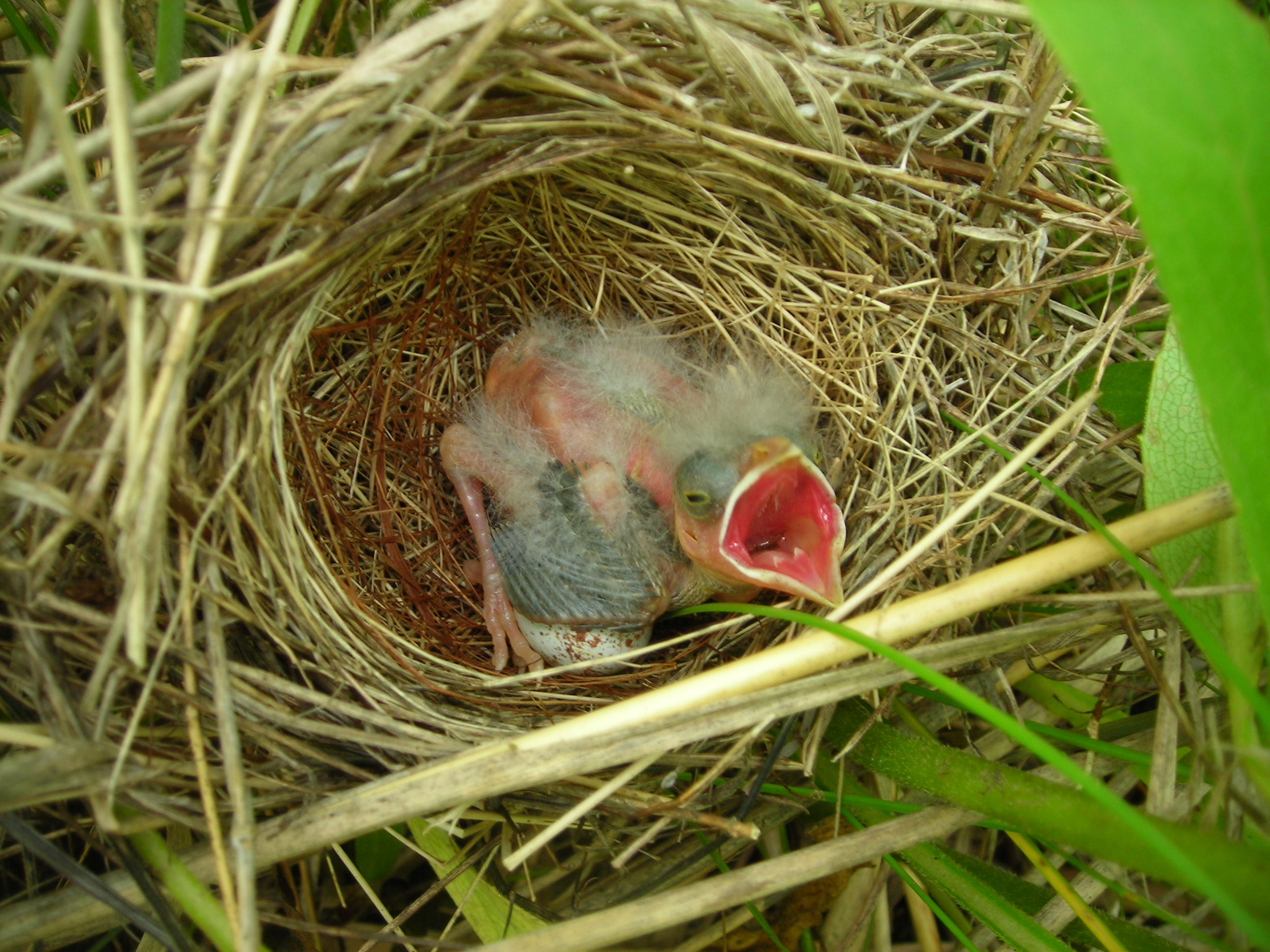 Y02L01 cowbird chick with unhatched host egg.JPG