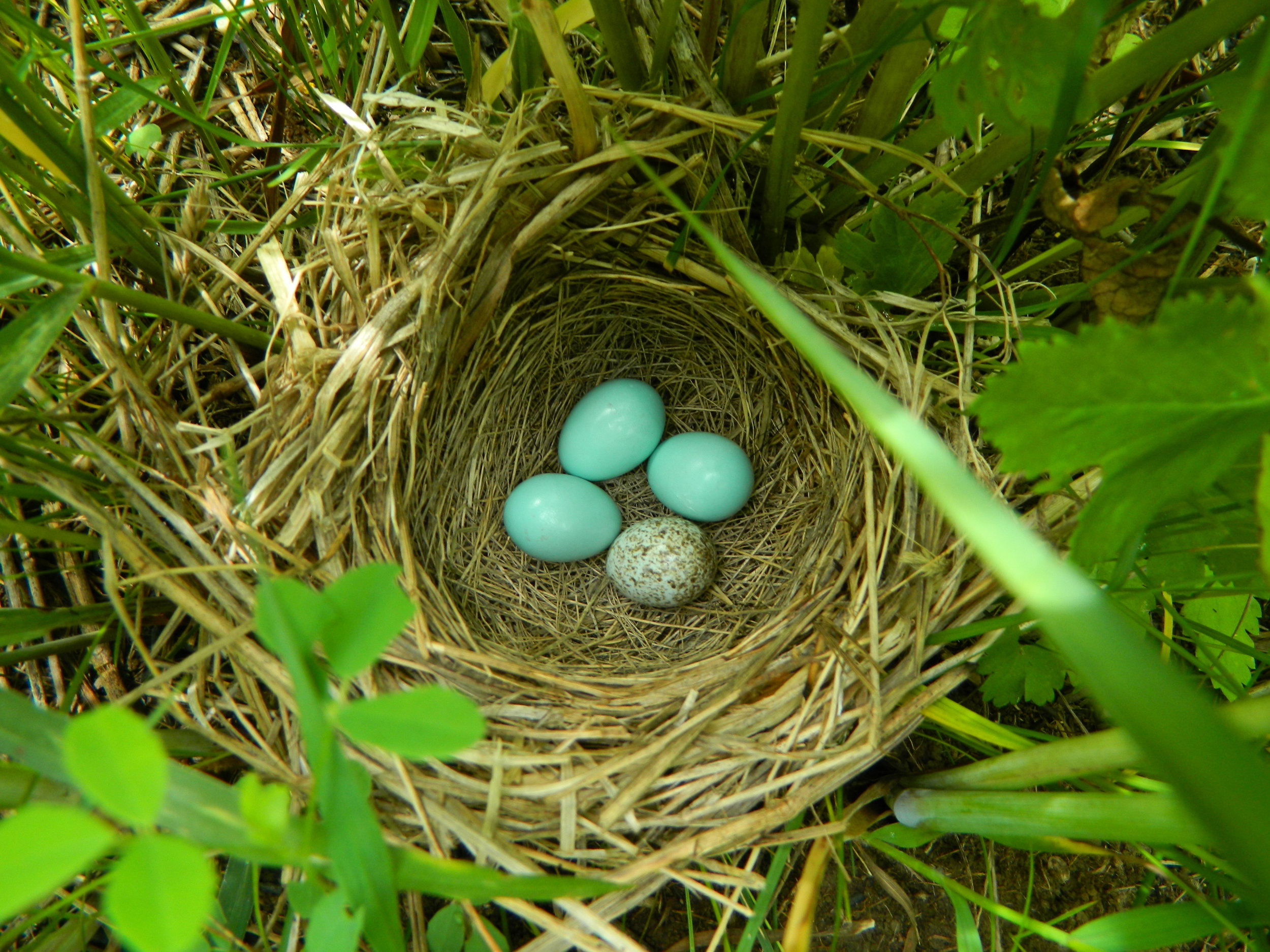 Dickcissel nest with cowbird egg.JPG