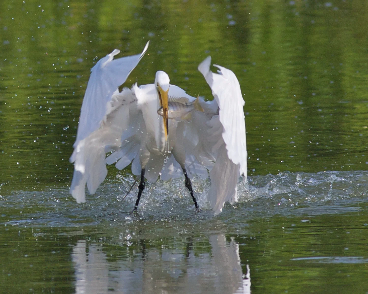 Photo by Arlene Koziol
