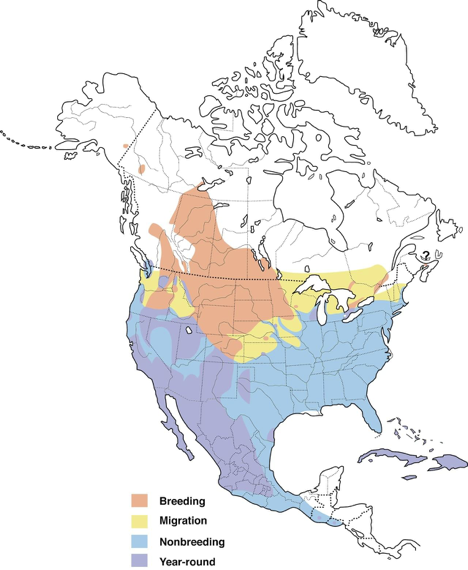 Range map by allaboutbirds.org