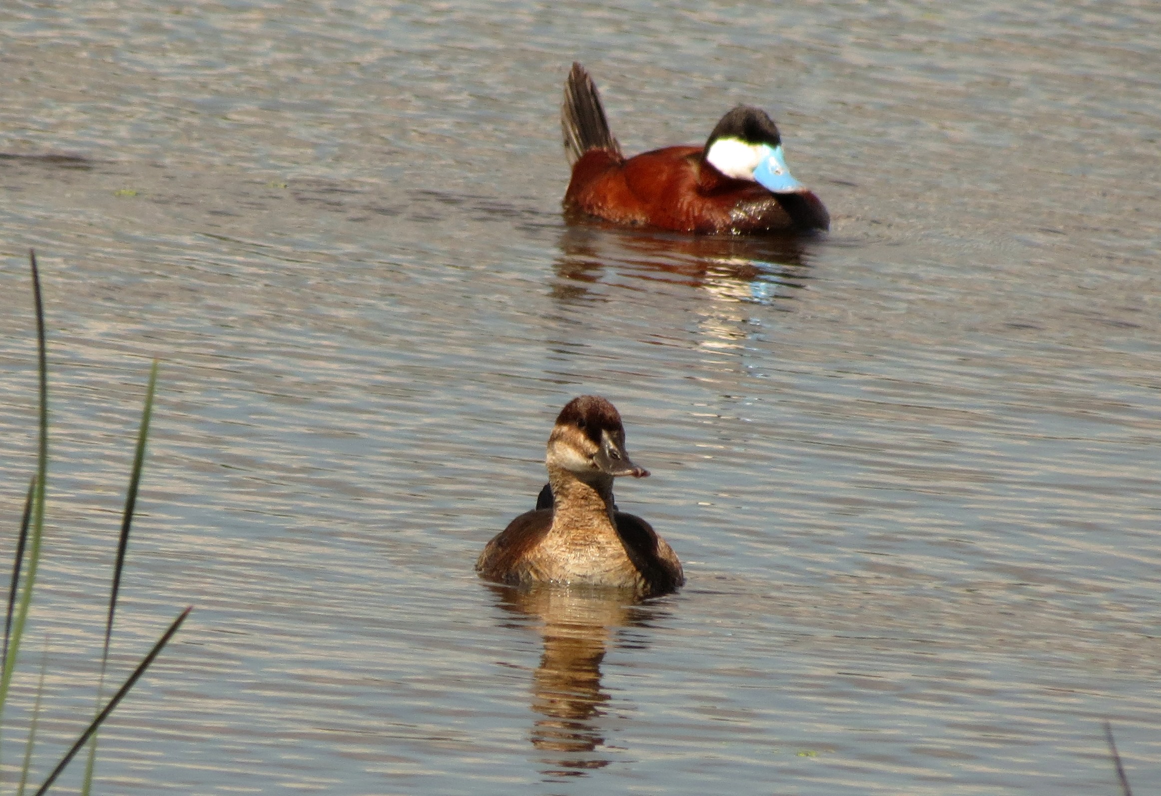 USFWS Midwest