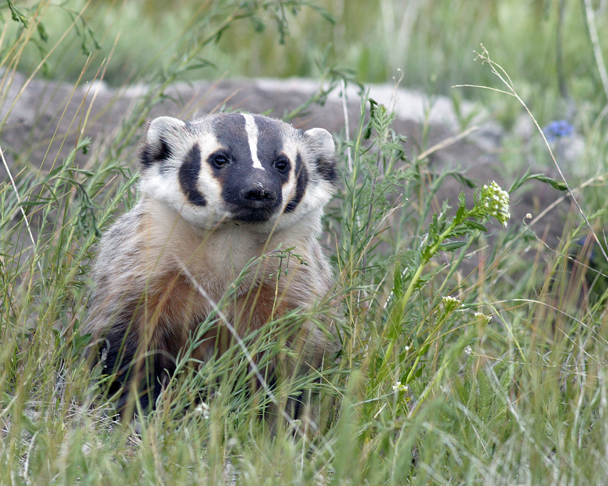   An American badger peeks up through the grass, perhaps looking for a nest to predate. Photo by James Perdue  