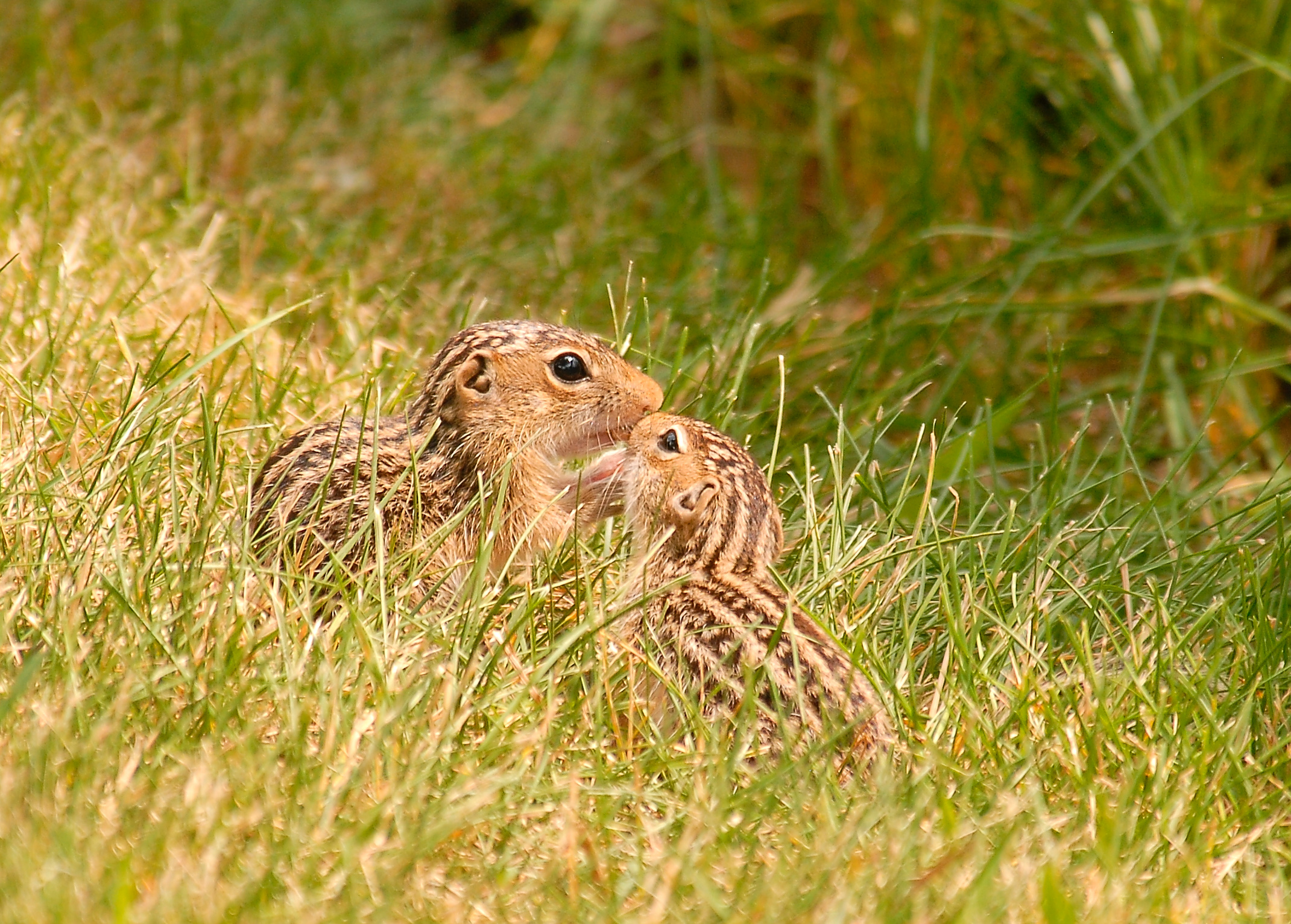   These two thirteen-lined ground squirrels look playful, but they can wreck havoc on grassland bird nests. Photo by Josh More  