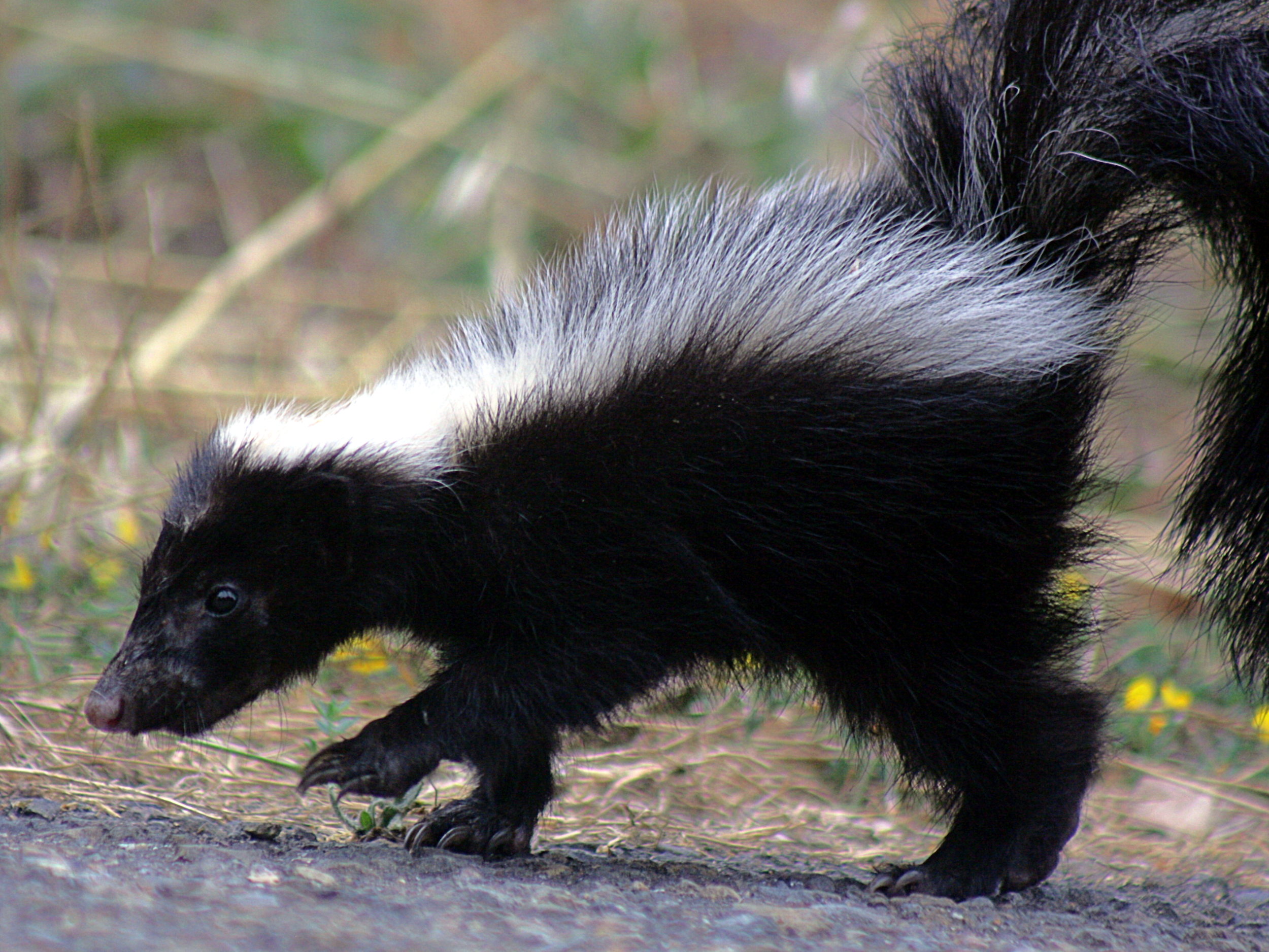   Eggs are one of striped skunks’ favorite snacks. Photo by TJ Gehling  
