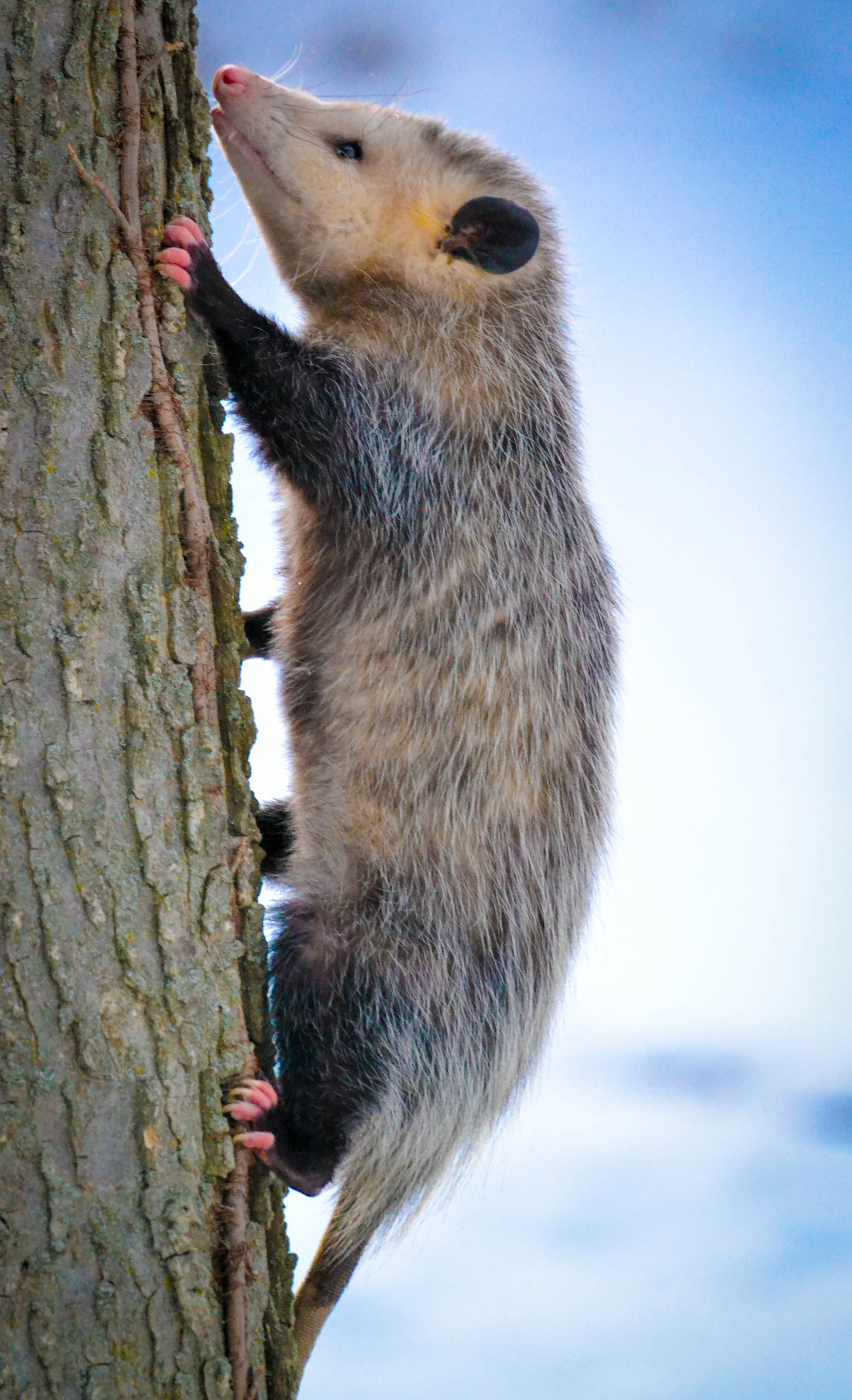   An opossum climbs straight up on a tree. These critters are excellent night-time predators. Photo by Andrew Cannizzaro  