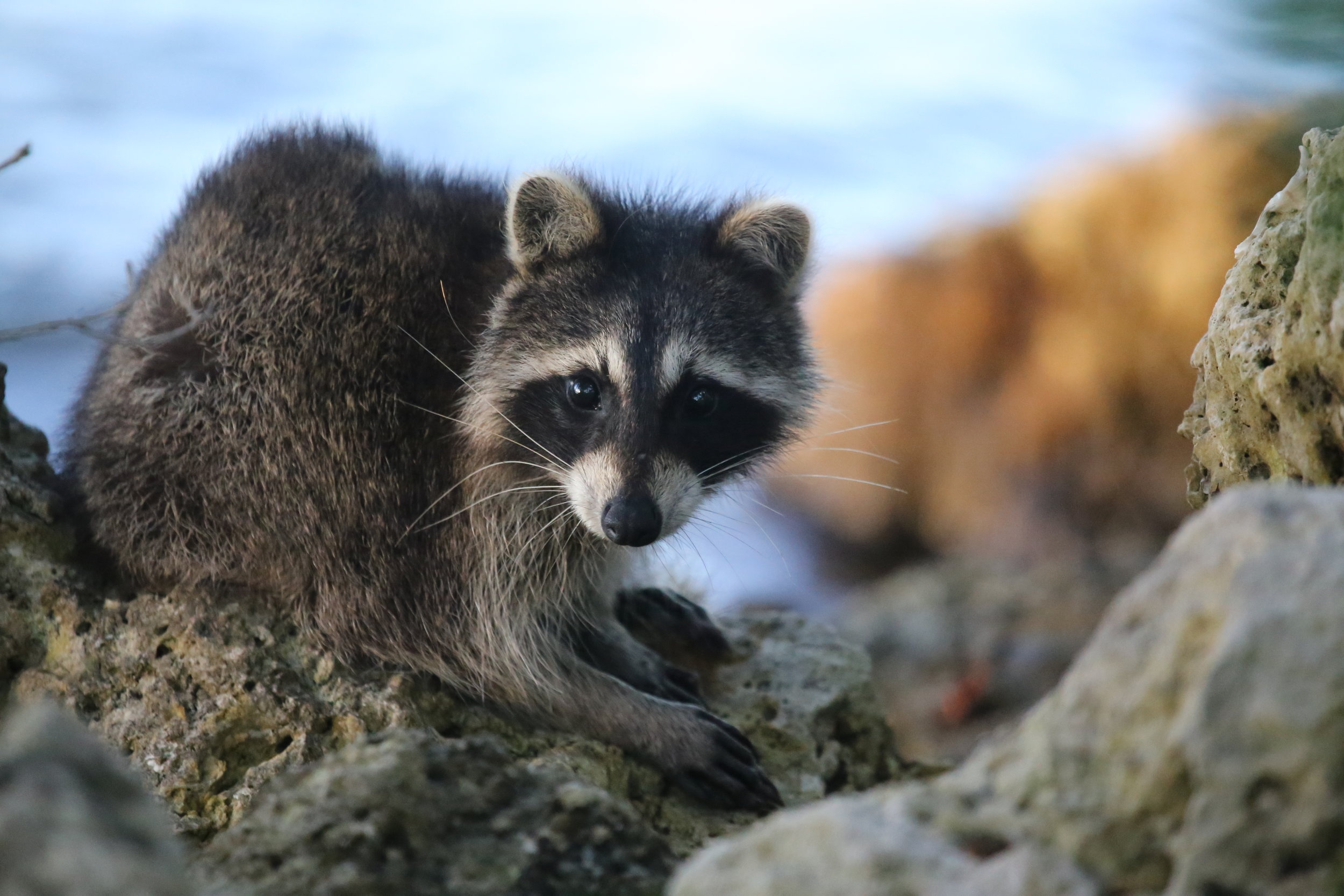   A small racoon looks innocently at the camera. Photo by cuatrok77  
