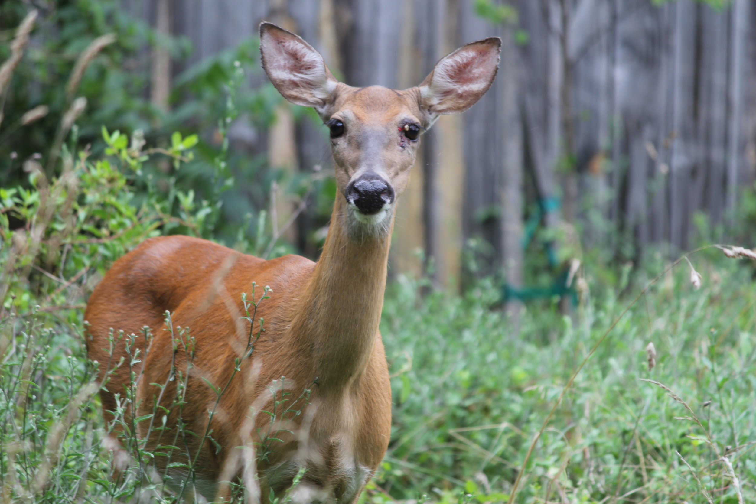   White-tailed deer are not a likely predator but can still pick off a chick. Photo by Shane Kemp  