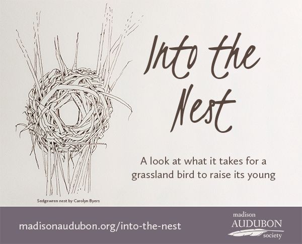 This series highlights the fascinating and marvelous ecology of grassland bird nesting, written by Madison Audubon education director Carolyn Byers. Click here for all of the Into the Nest posts.