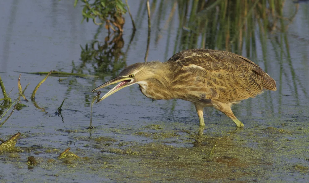 American Bittern Madison Audubon American Bittern Madison Audubon