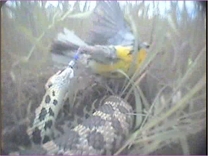 This is a still frame from the video we shared below. A fox snake has grabbed an eastern meadowlark’s foot while she was defending her nest. You’ll have to watch the footage to see what happens next! Photo Credit: Ribic research lab