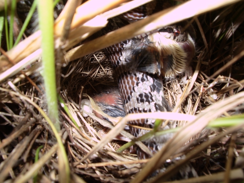 This milk snake is slowly swallowing a clay-colored sparrow chick. Photo credit: Ribic research lab