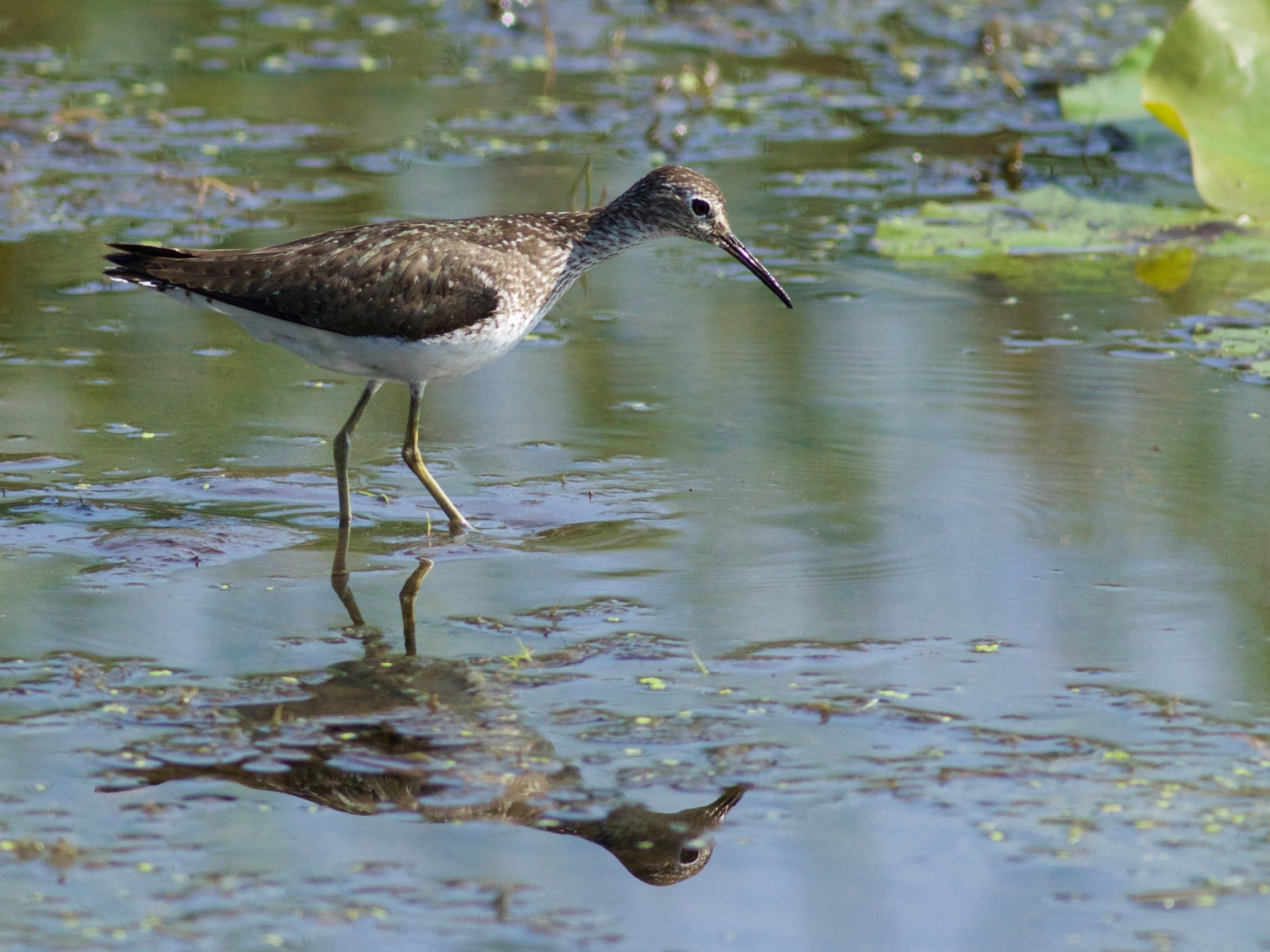 Lesser yellowlegs in Goose Pond. Photo by Arlene Koziol