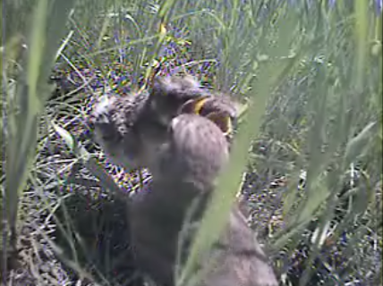 Chicks call their nest home for their first few weeks of life, but the activity surrounding a nest could attract predators. Image from nest camera videos (see credit at bottom).